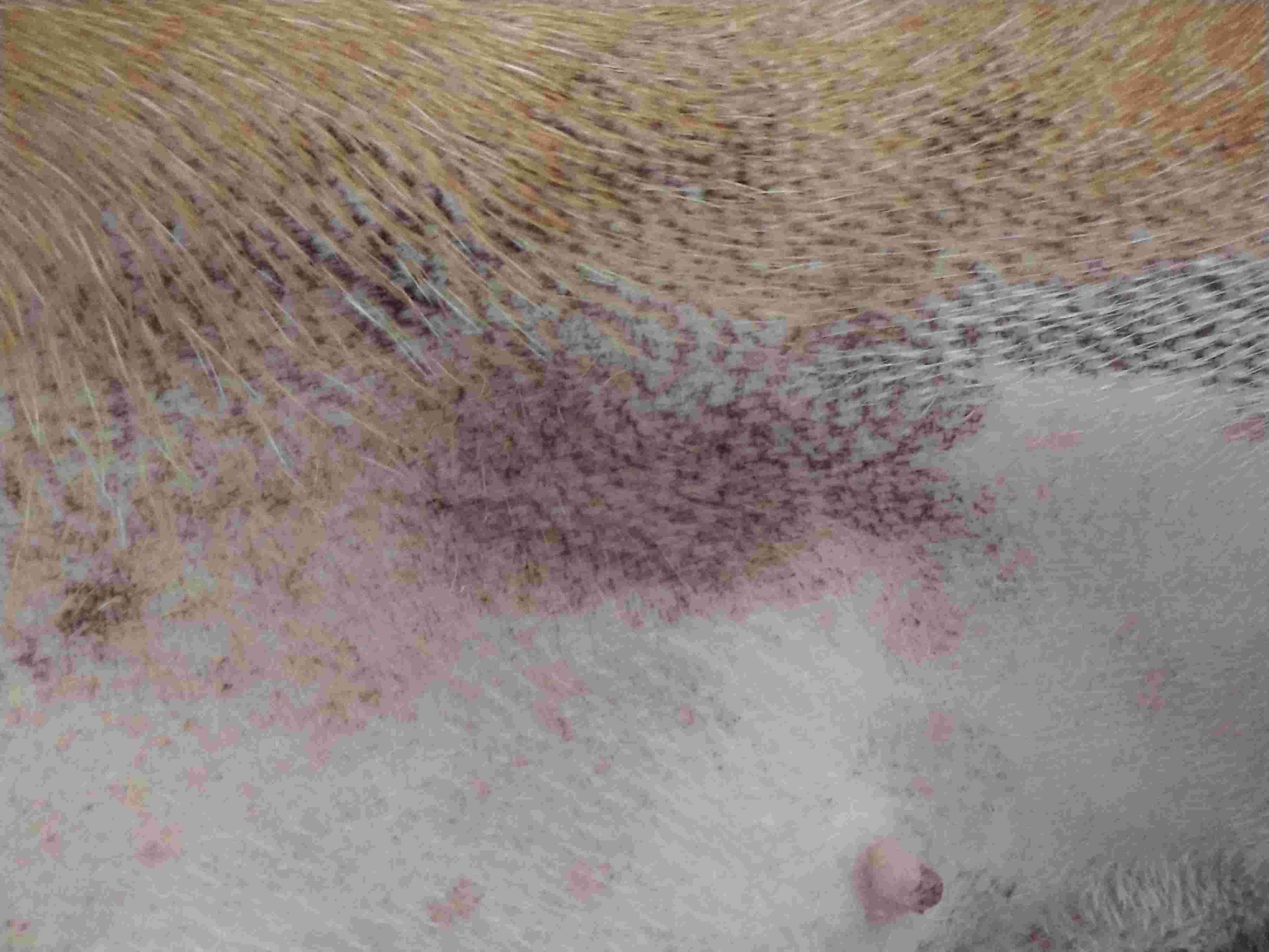 My dog has a bruise on her leg with no injury. Is it serious? | Petco