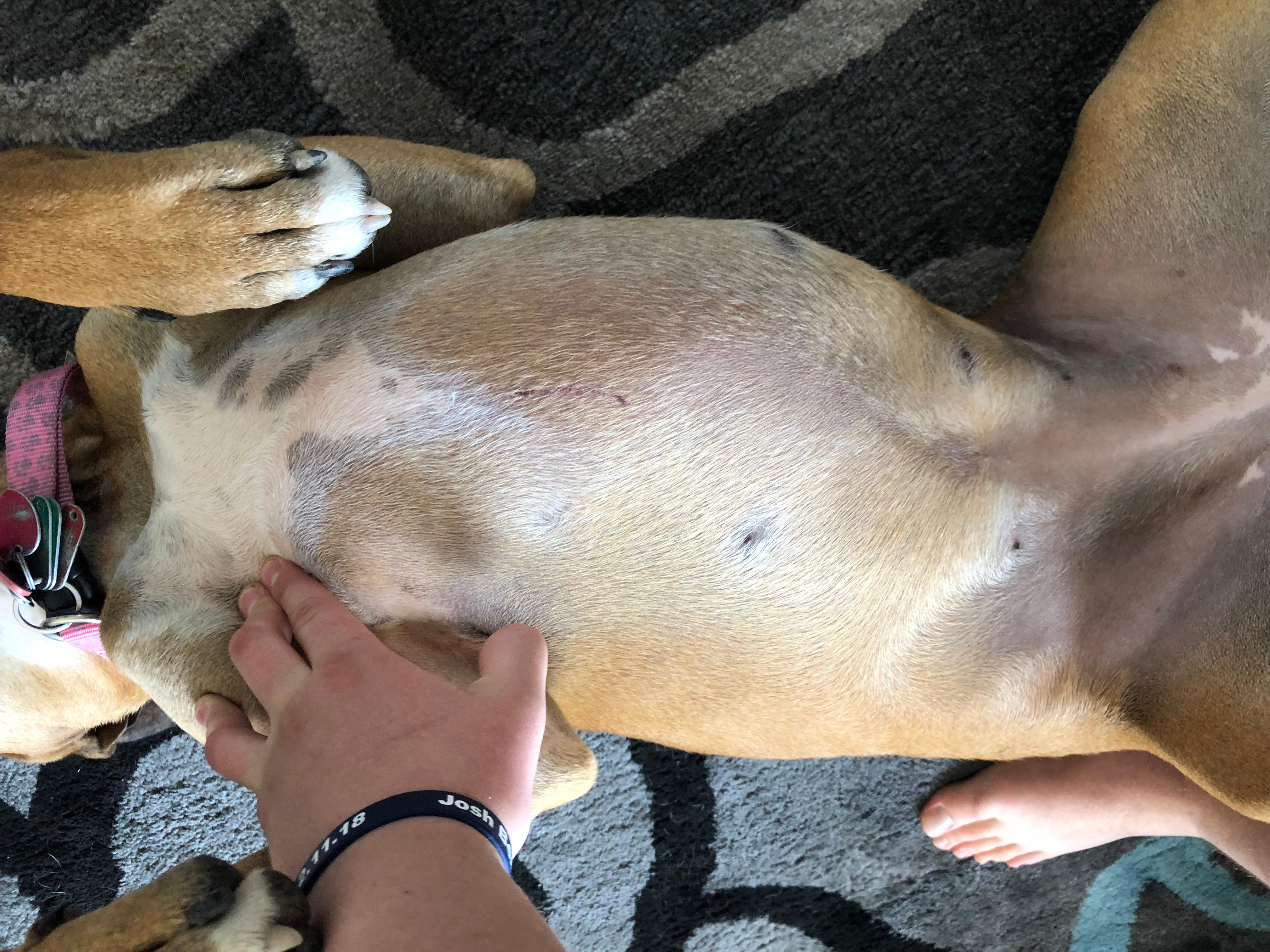 Is My Boxer's Dark Stomach Skin Normal Pigment Variation? | Petco