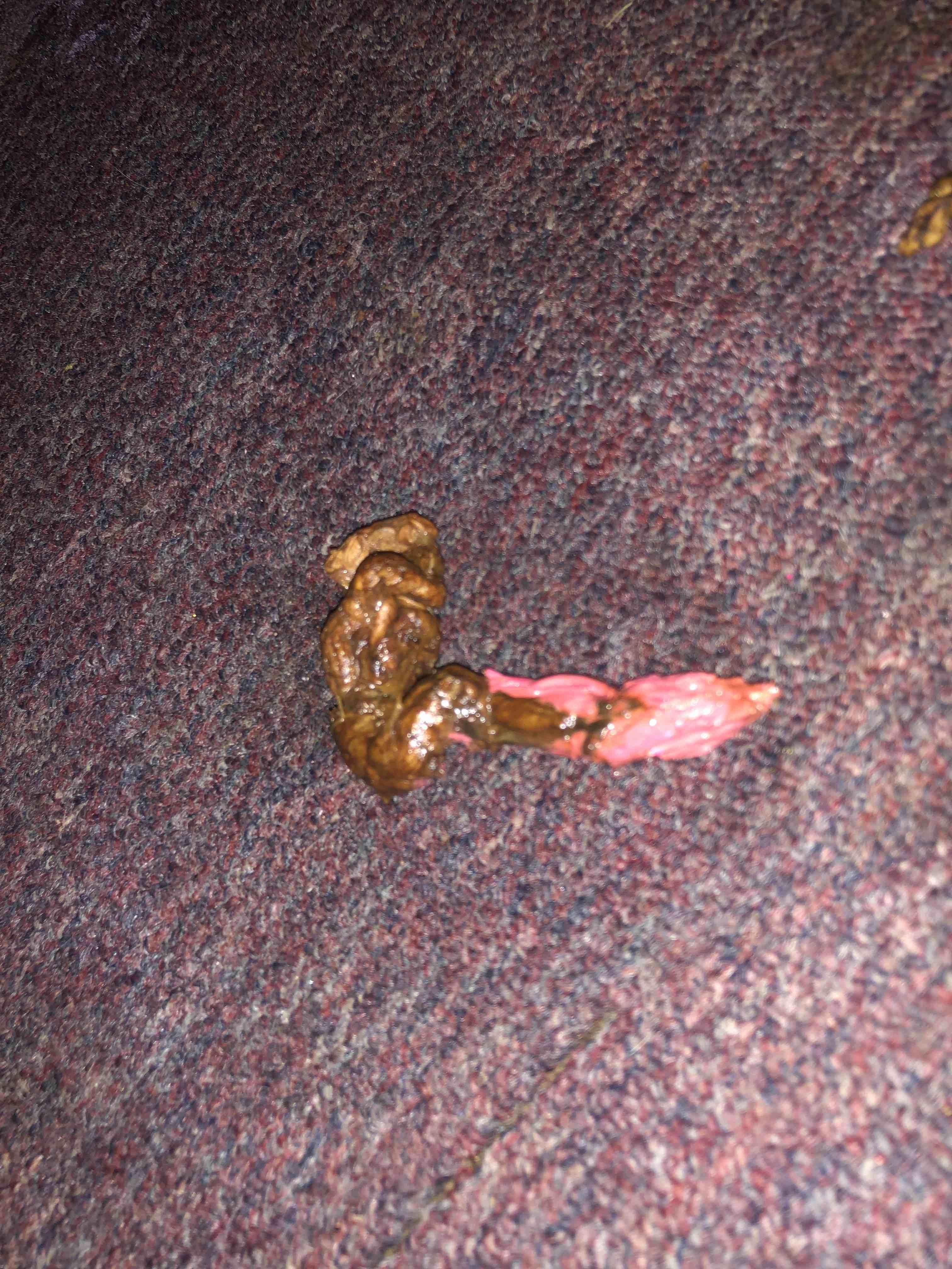 Pink Thing in Dog Poop: Is It Blood or Something He Ate? | Petco