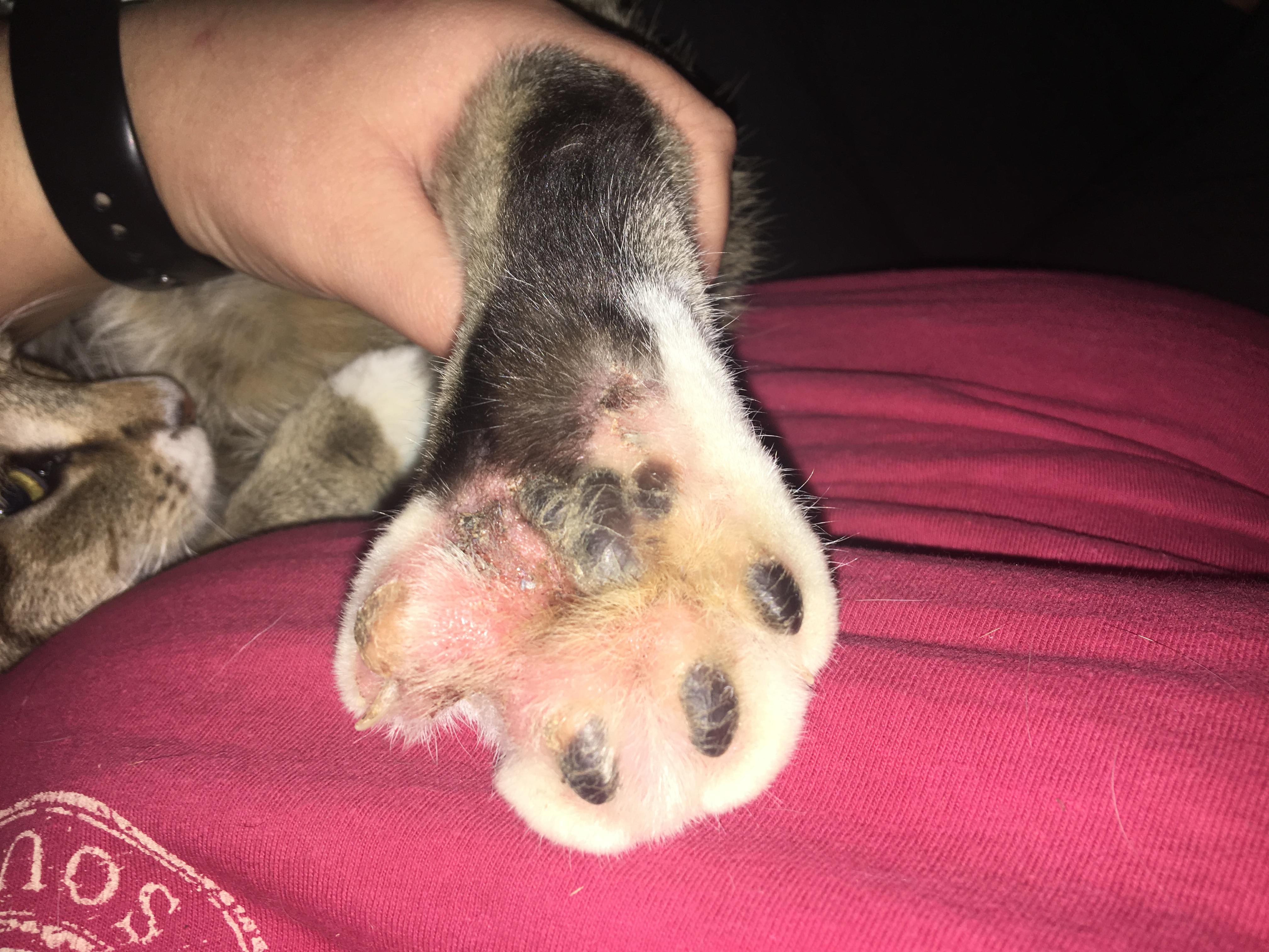 Why Is My Cat's Paw Swollen? Causes, Injuries & Infections | Petco