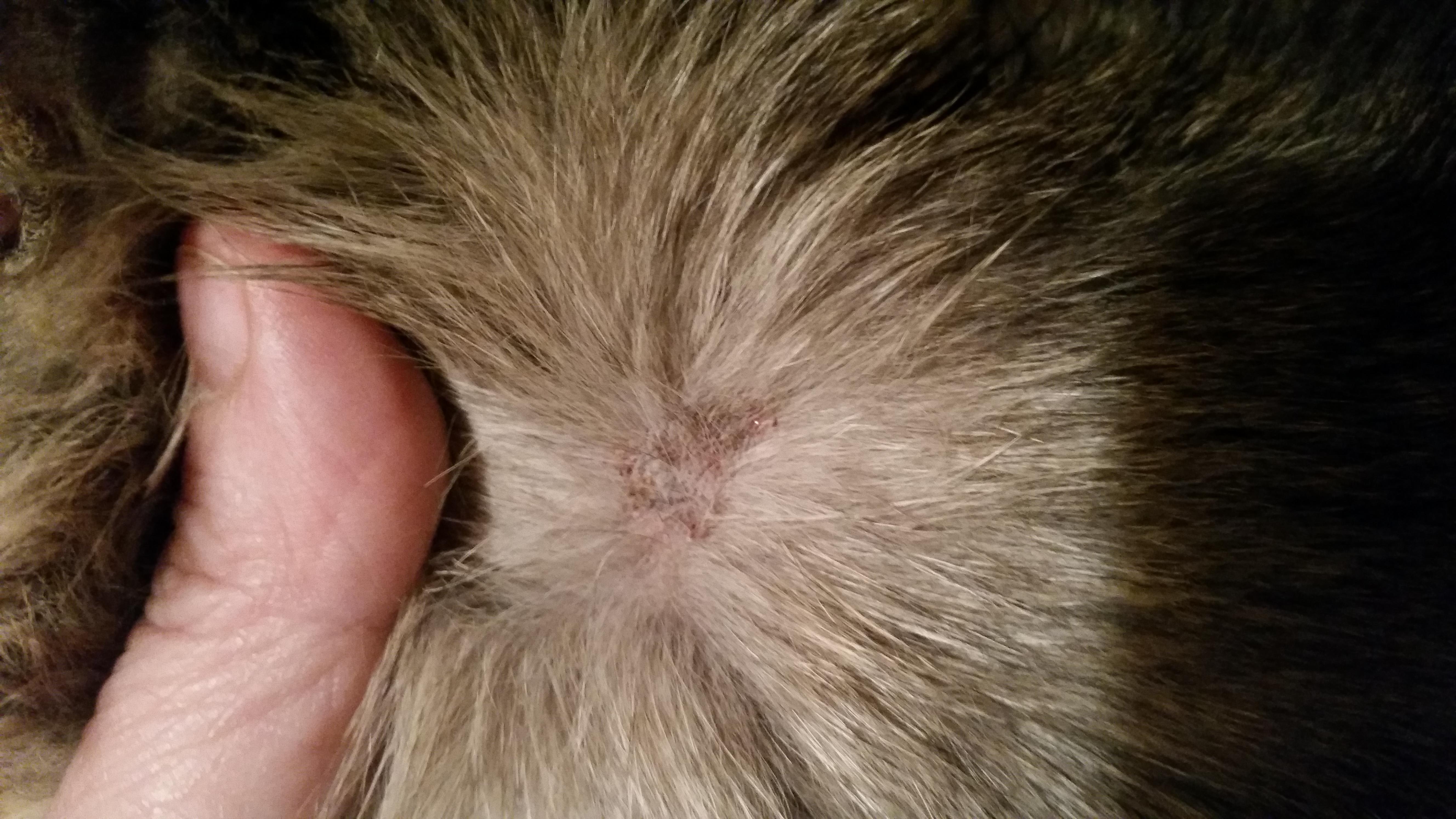 What Treats Cat Flea Allergy Dermatitis Itching & Skin Sores? | Petco