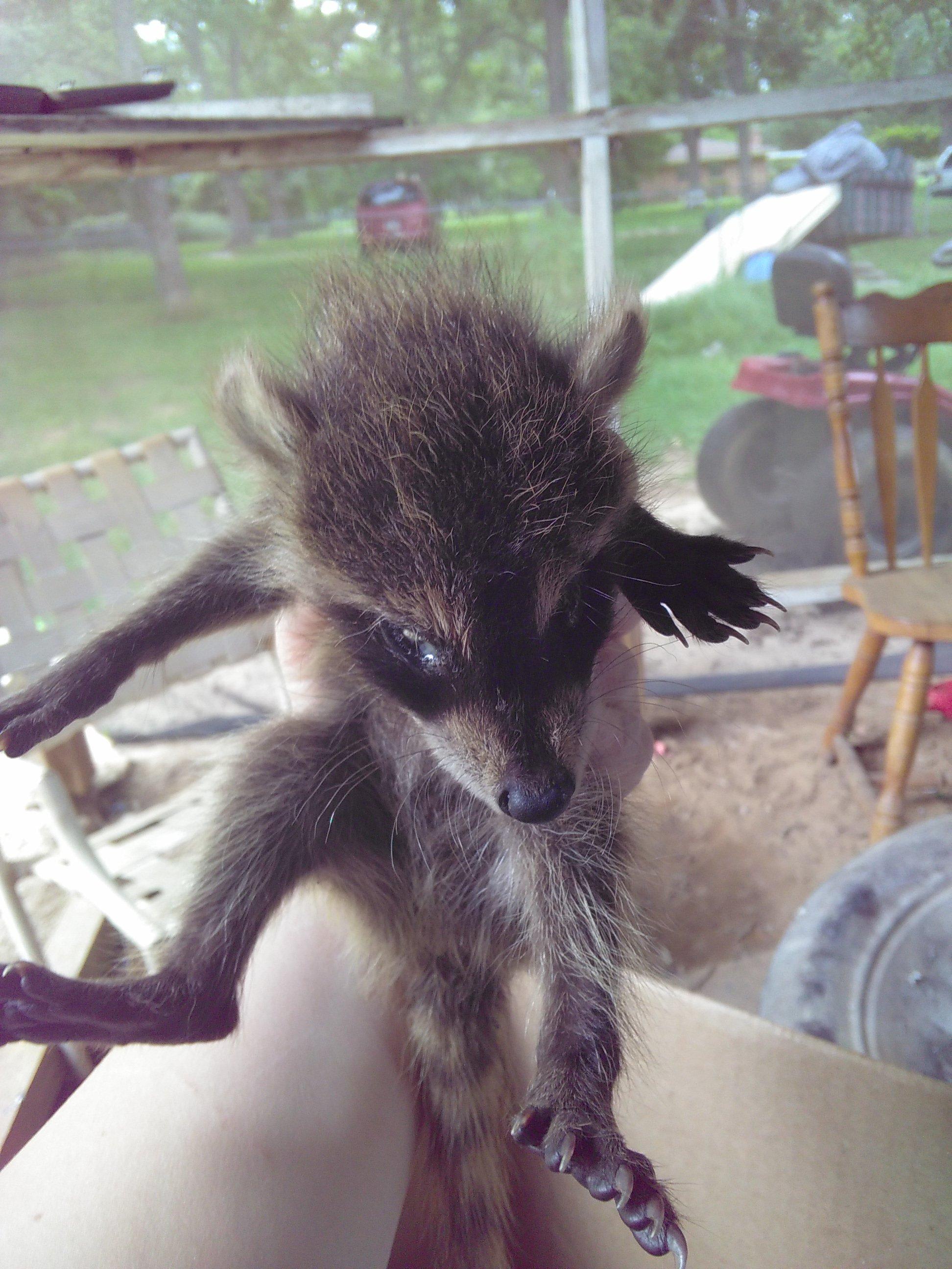How to Care for Orphaned Baby Raccoons Without Milk? | Petco