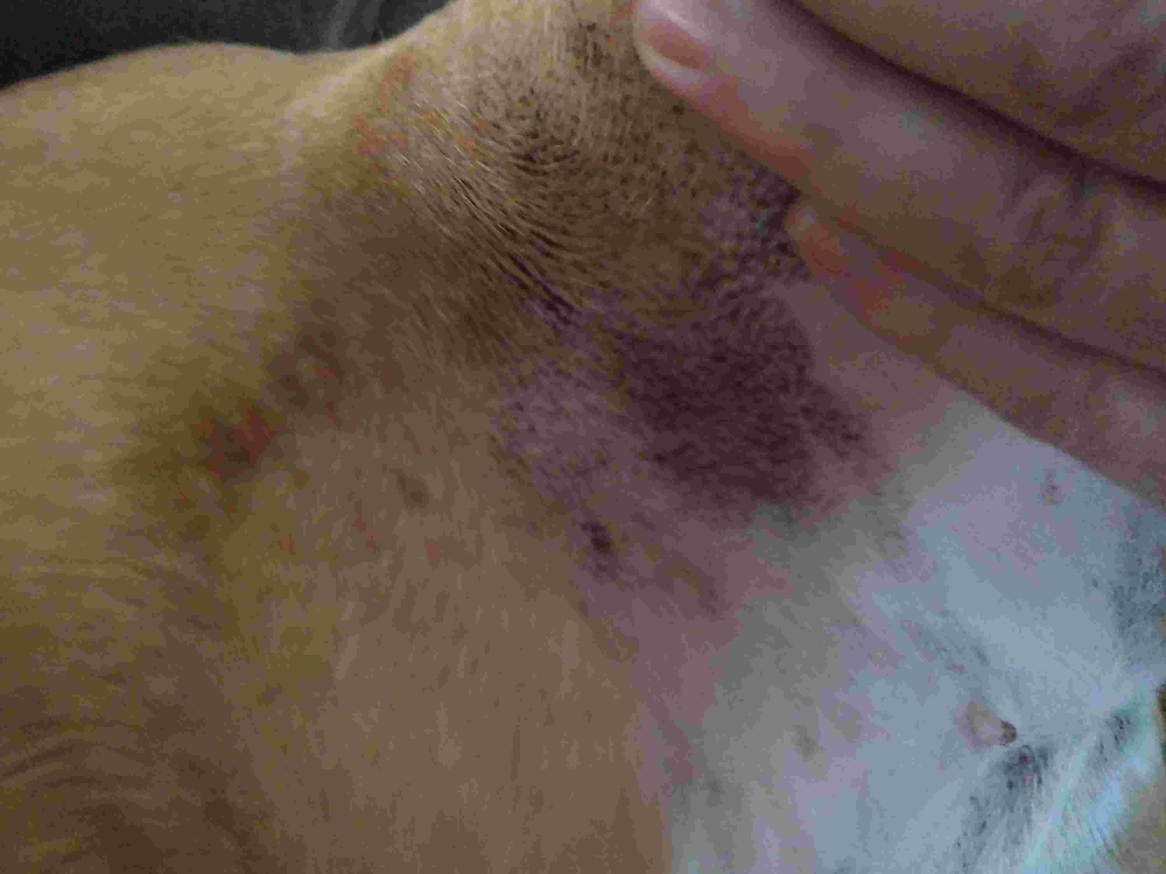 My dog has a bruise on her leg with no injury. Is it serious? | Petco