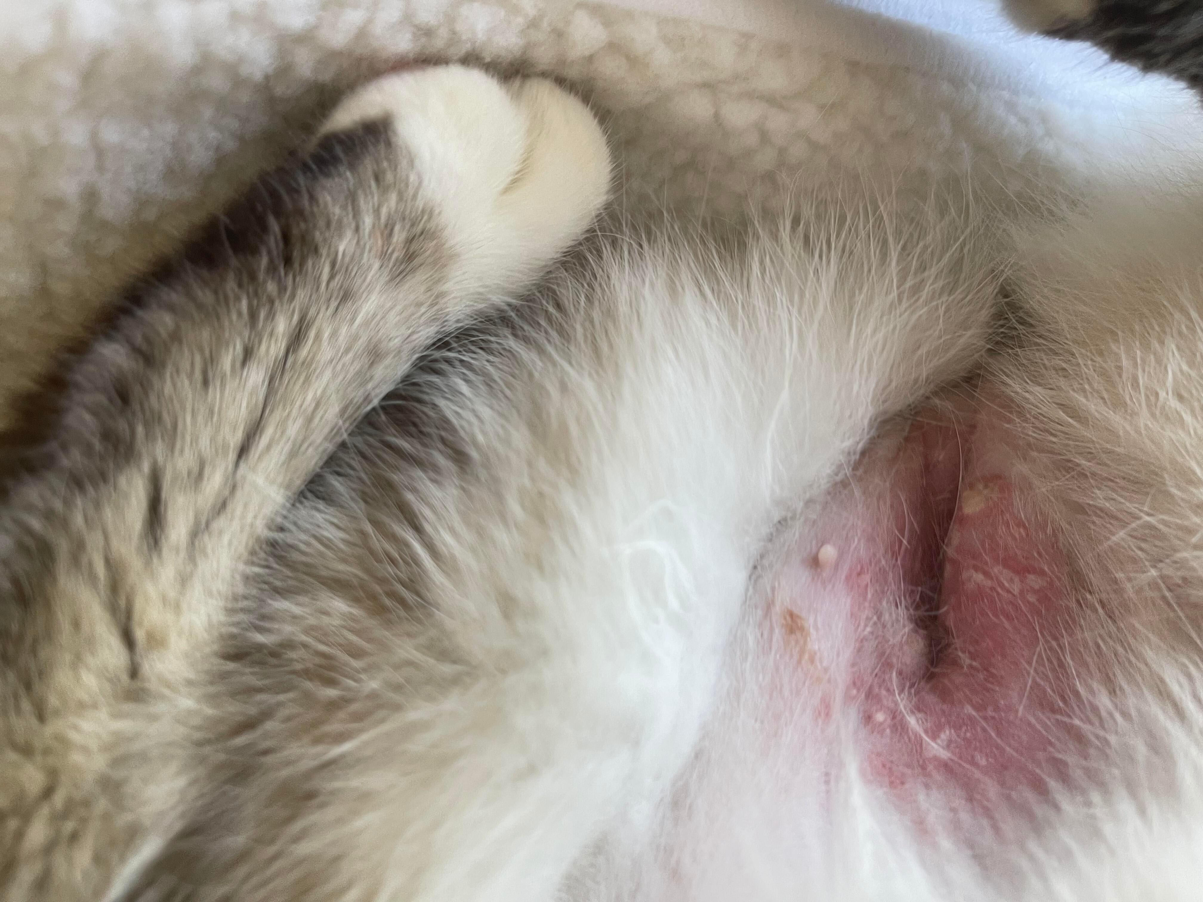 White spots on cat's spay incision 4 weeks later. Is it normal? | Petco