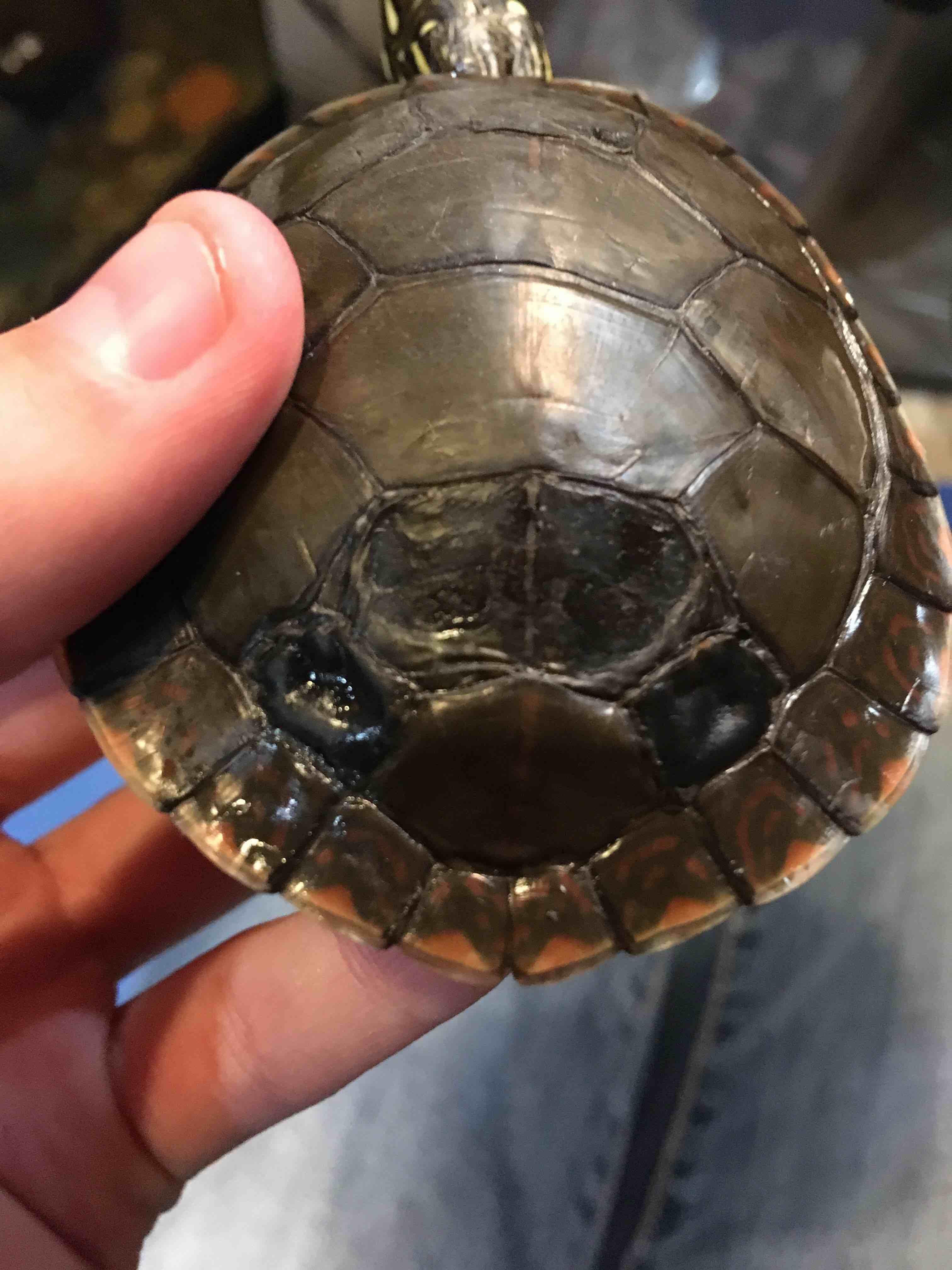 My turtle has a soft shell. What causes it and how can I help? | Petco