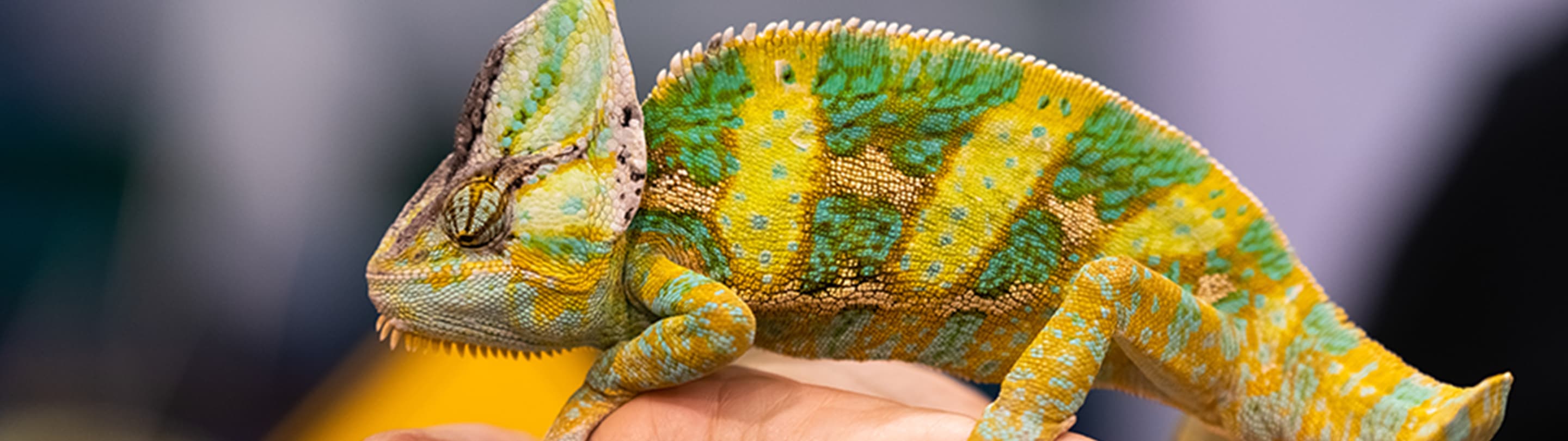 Chameleon being held in a hand