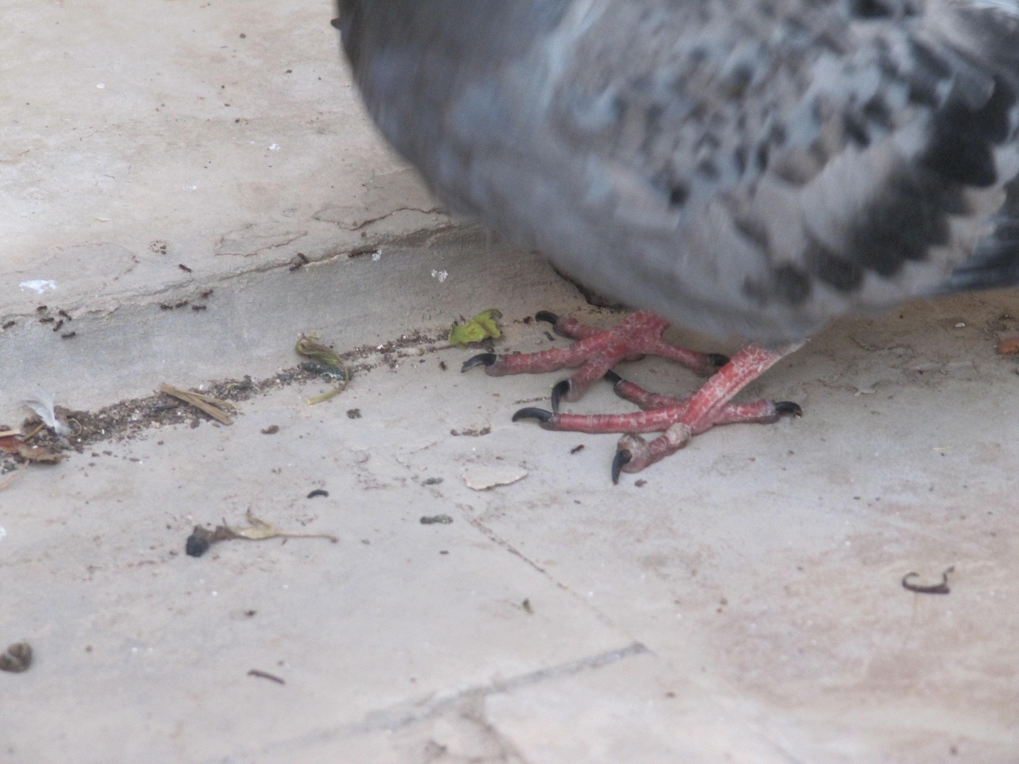 My wild pigeon has a bump on foot. How can I help it? | Petco