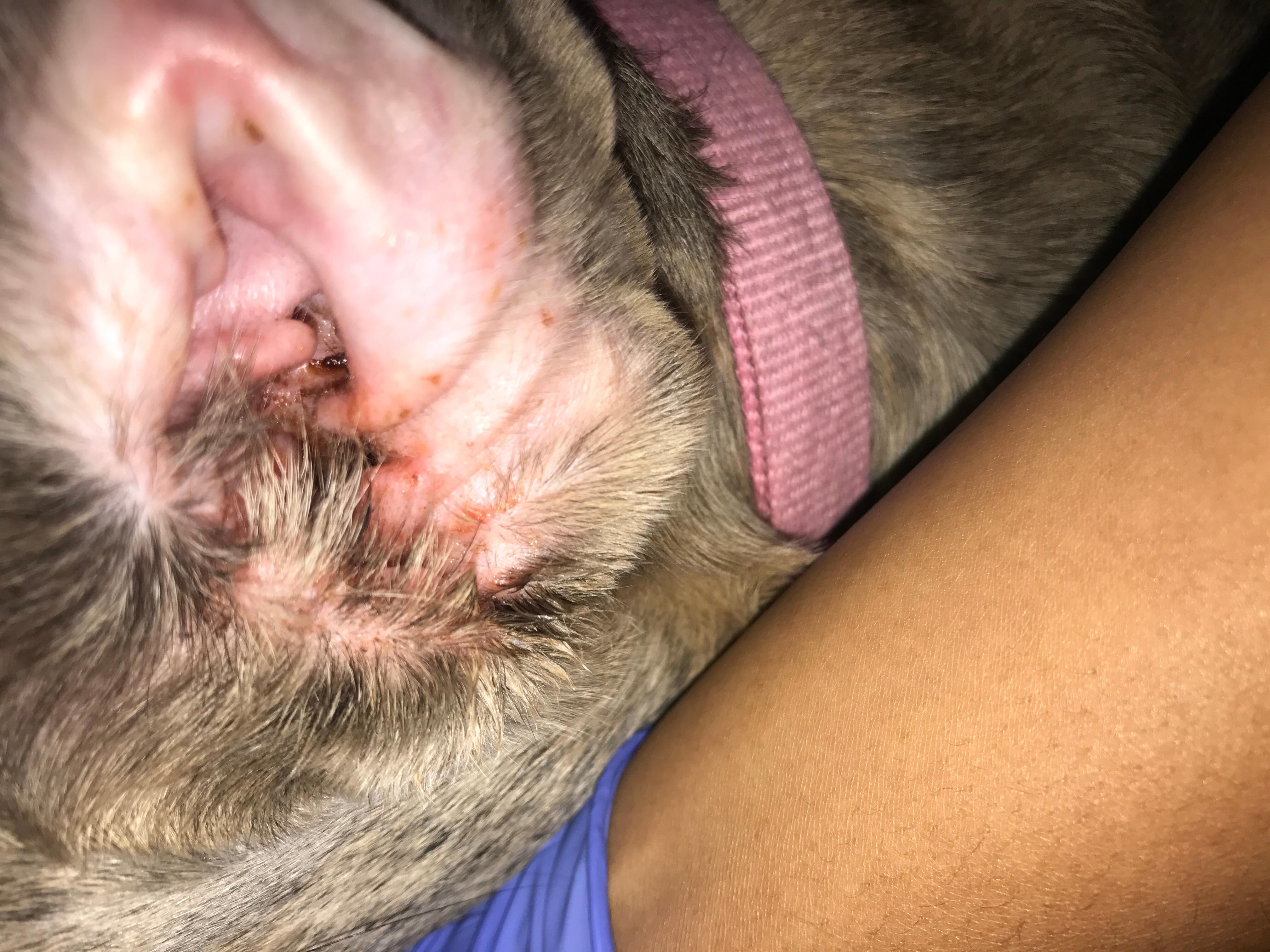 Meloxicam: Uses, Dosage, Side Effects & Warnings - Drugs.com