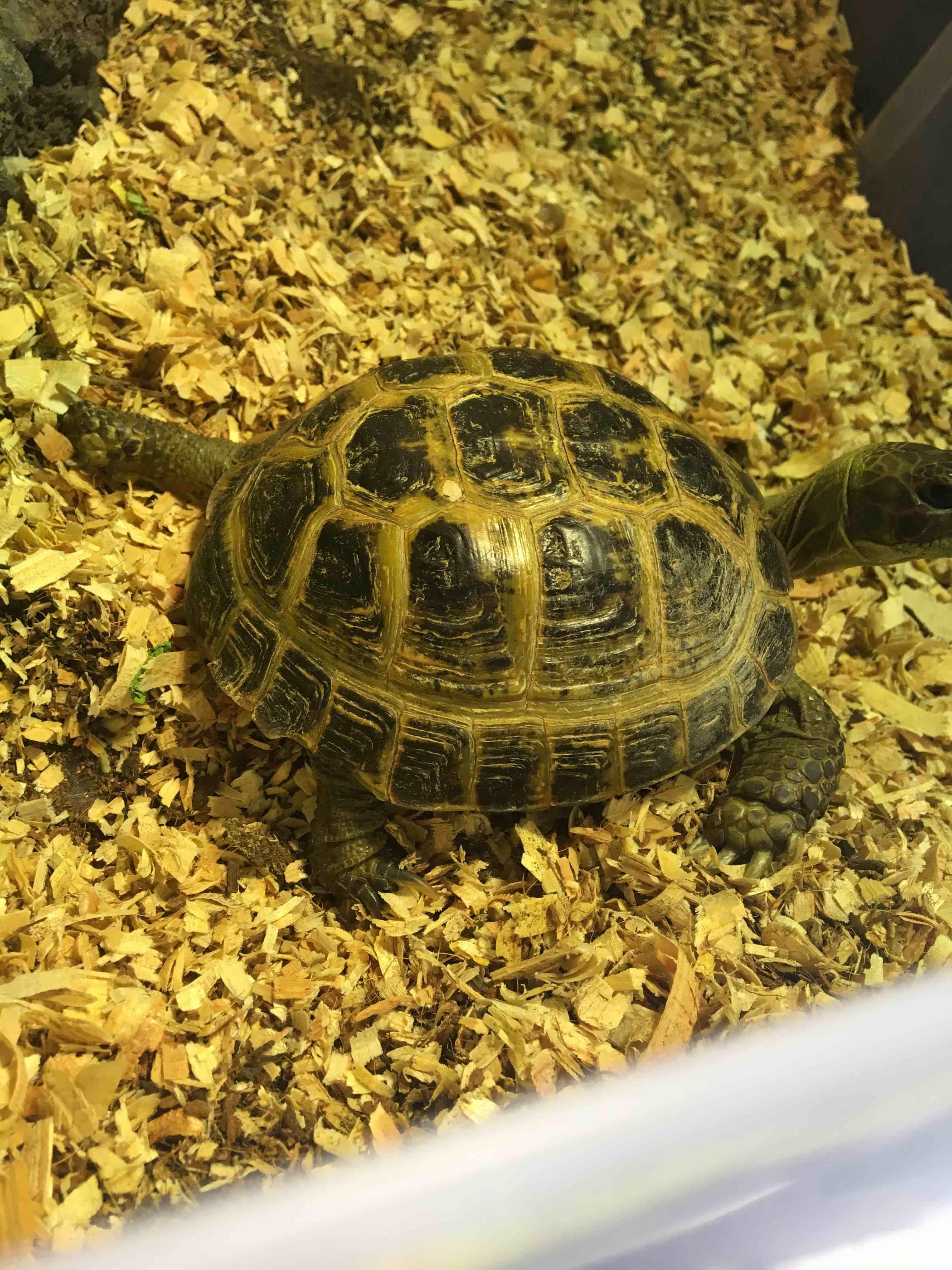 My Russian tortoise has a white shell spot. Should I worry? | Petco