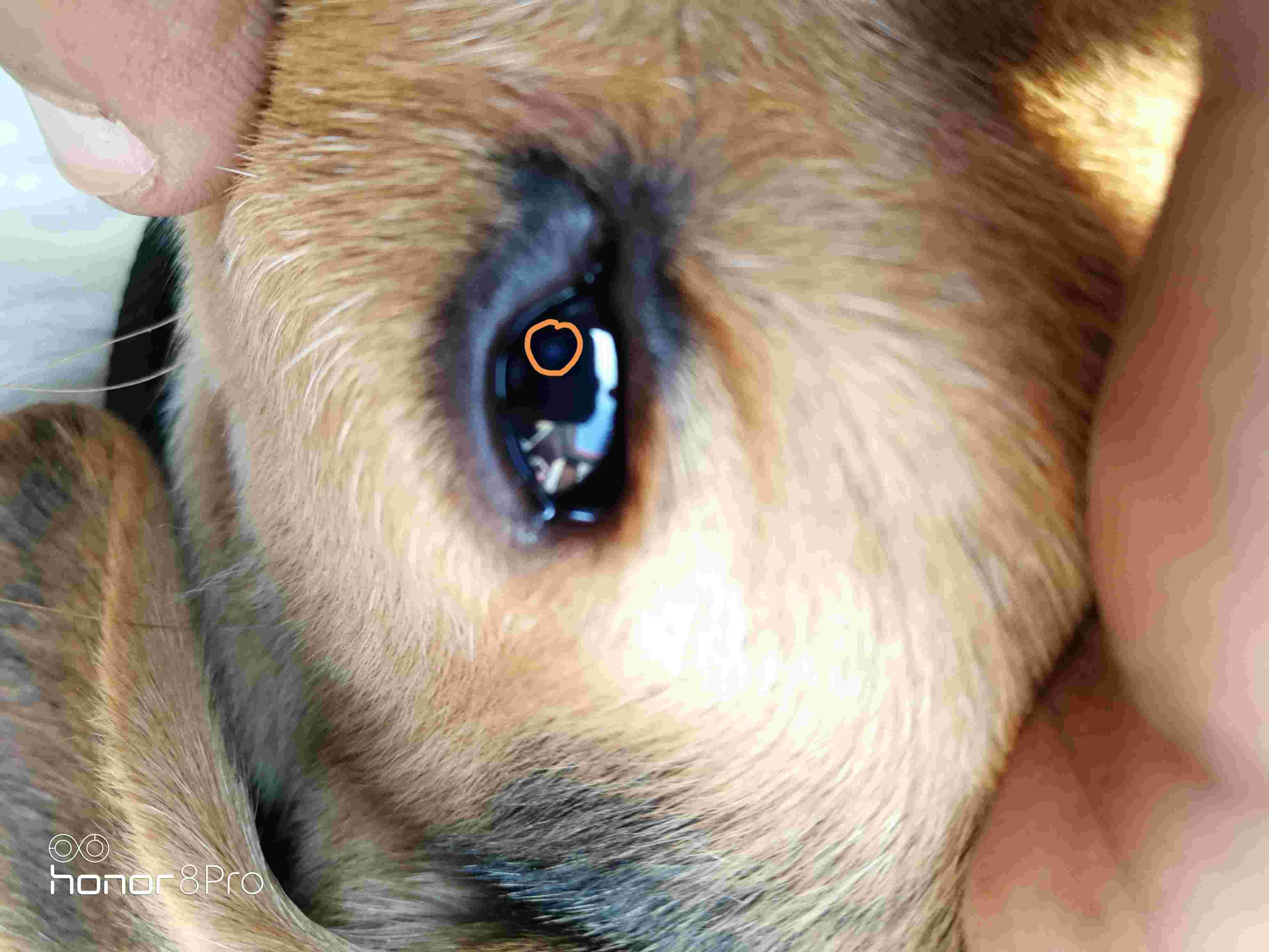 Puppy's white eye spots & veggie diet: Is food the cause? | Petco