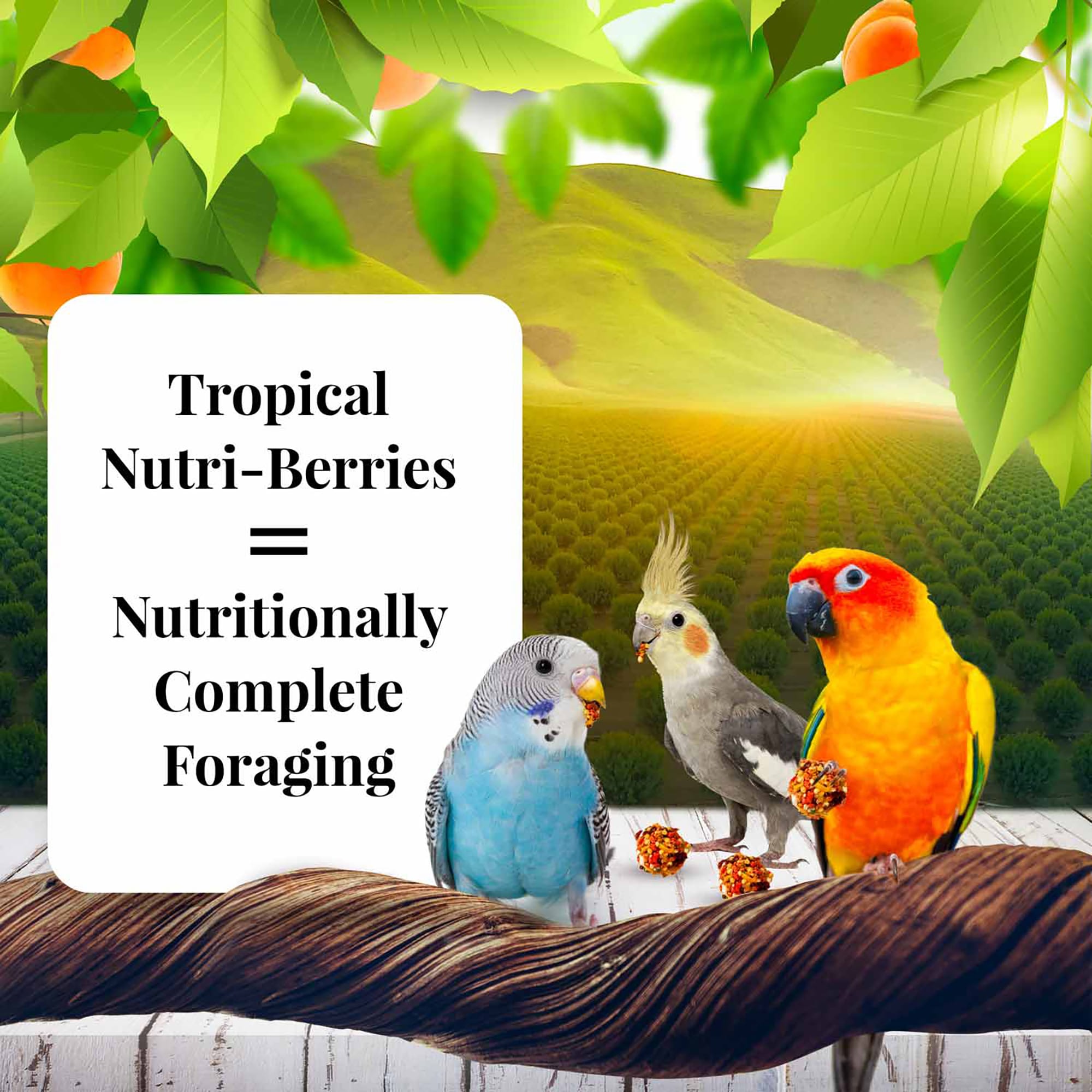 Lafeber Nutri-Berries Sunny Orchard Cockatiel 10oz