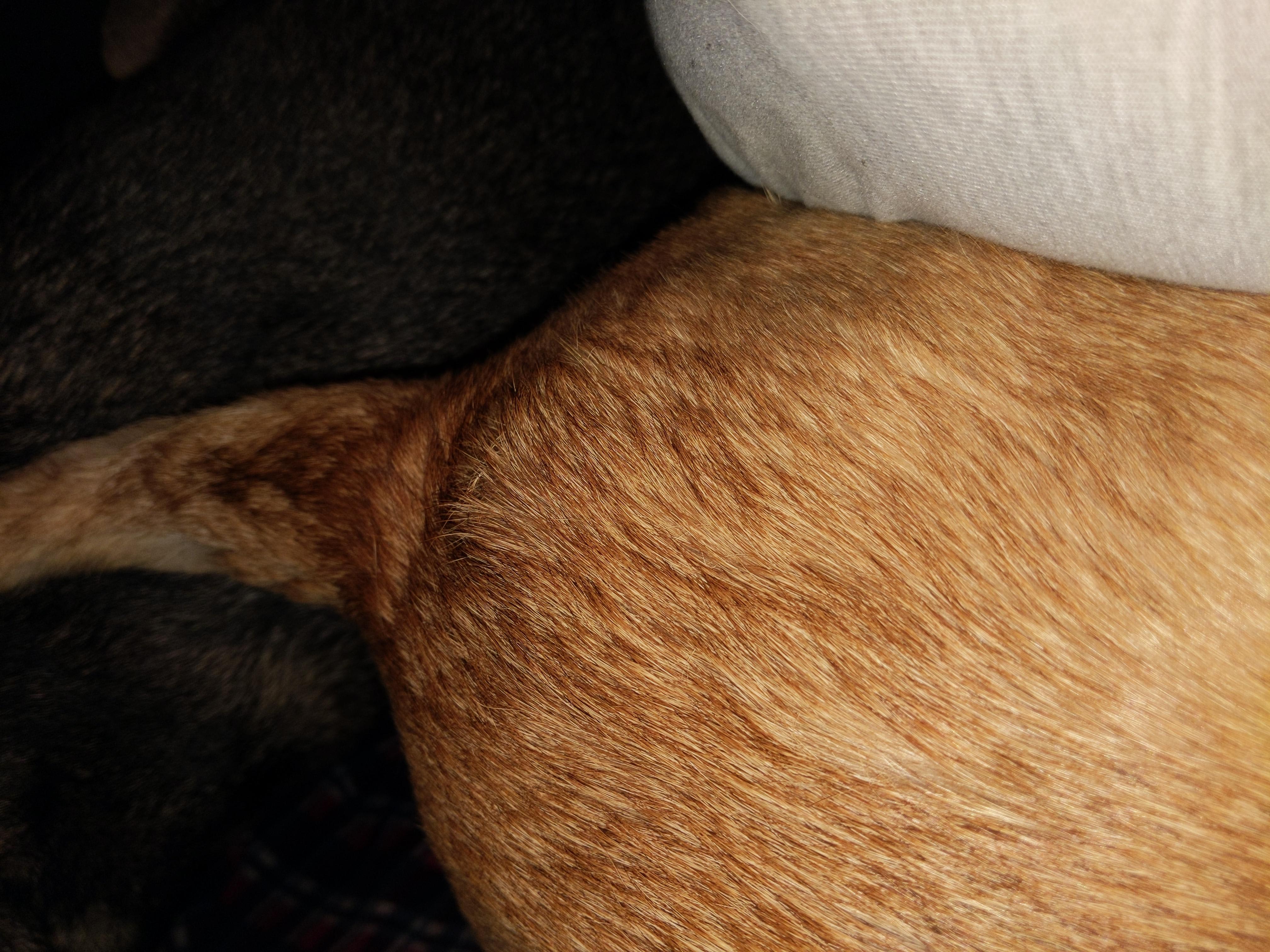 Hard Lump On Puppy Back