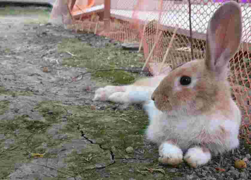 Why aren't my mixed lop bunny's ears lopping? Is it normal? | Petco