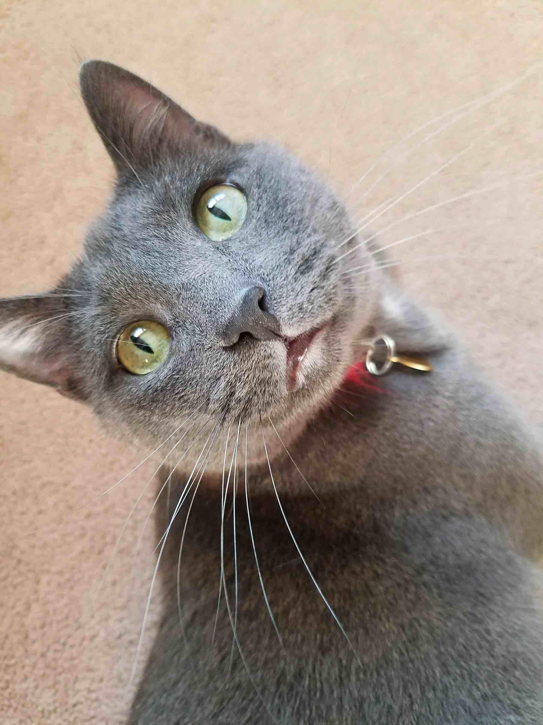 Why is my gray cat's fur turning rusty brown under his neck? | Petco