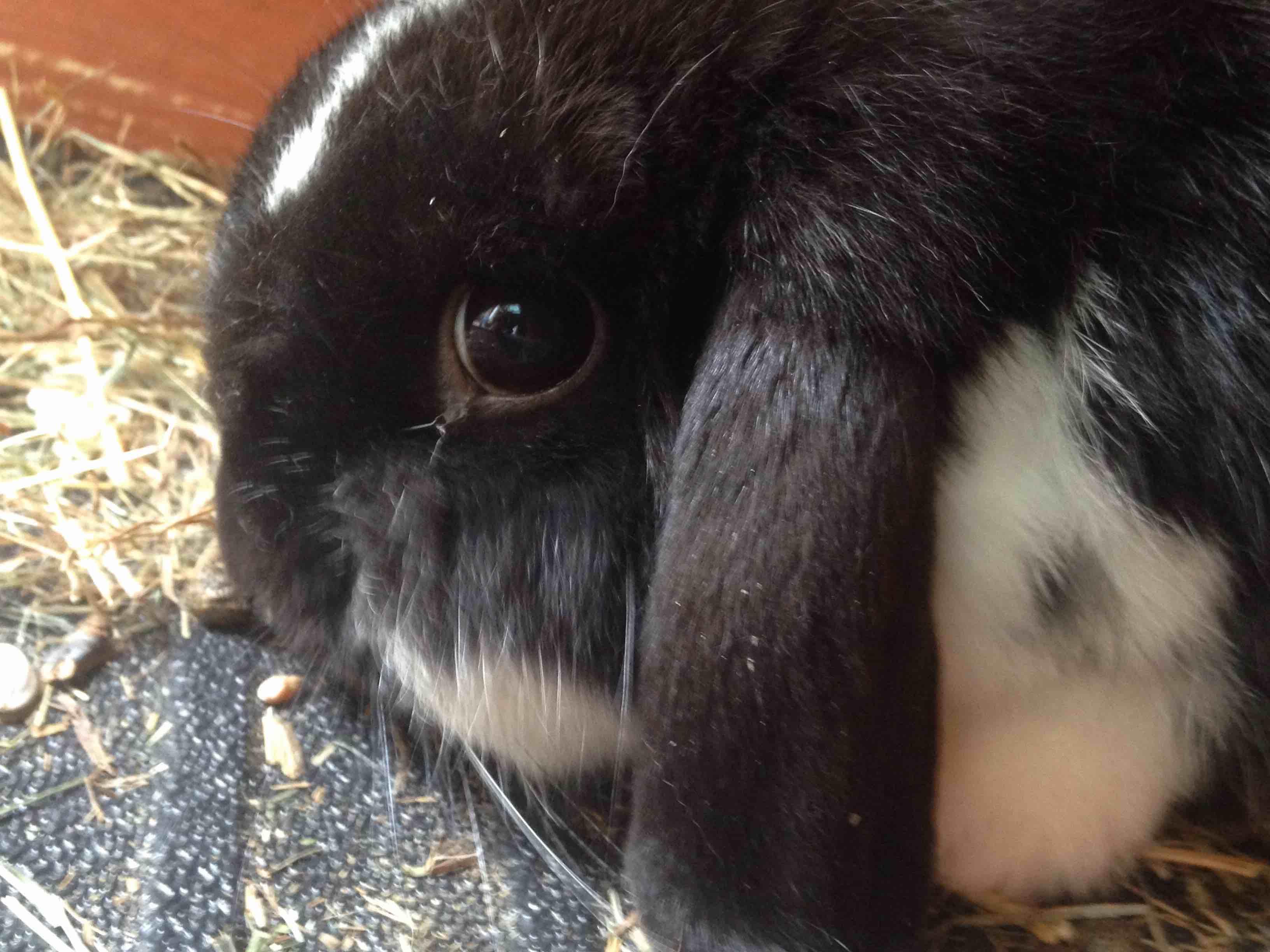 My rabbit's eye looks bulging. Is visible sclera normal? | Petco