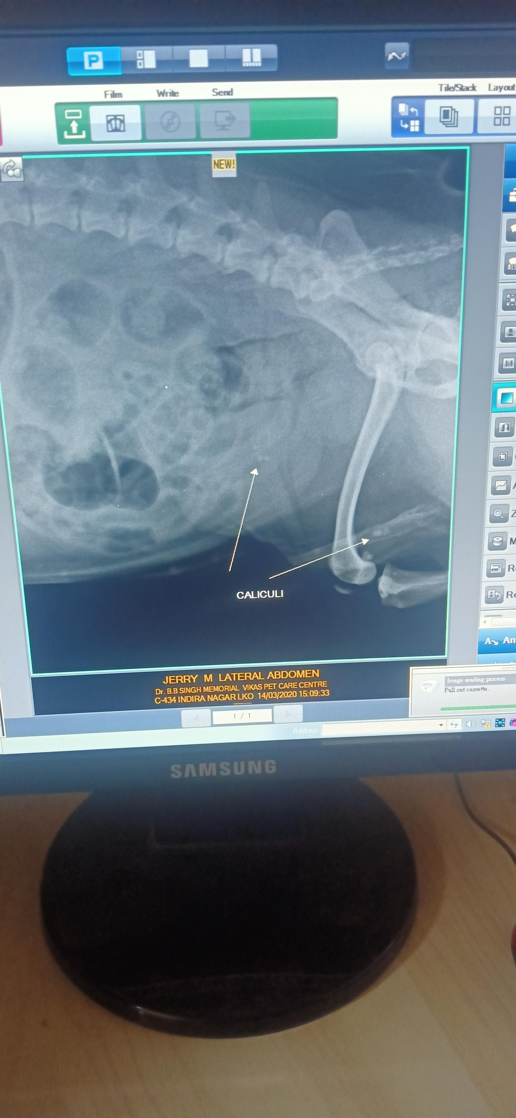 My pug pees drops. Is it bladder stones, a tumor, or other issues? | Petco
