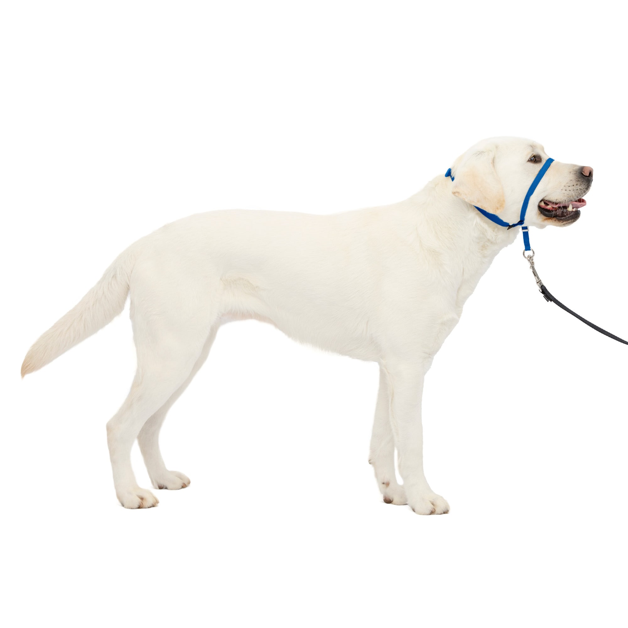 Slip collar best sale pets at home