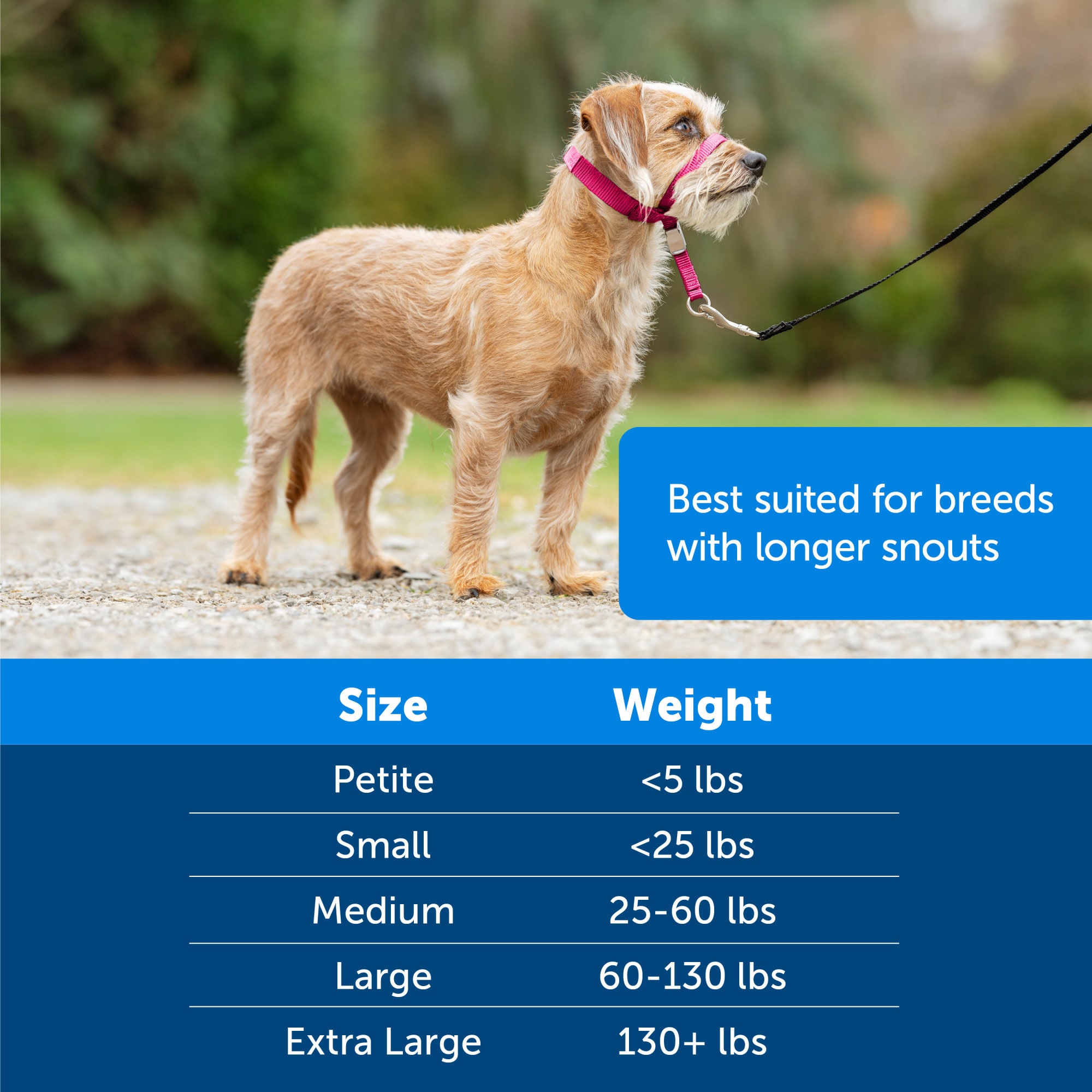 Petco gentle best sale leader harness