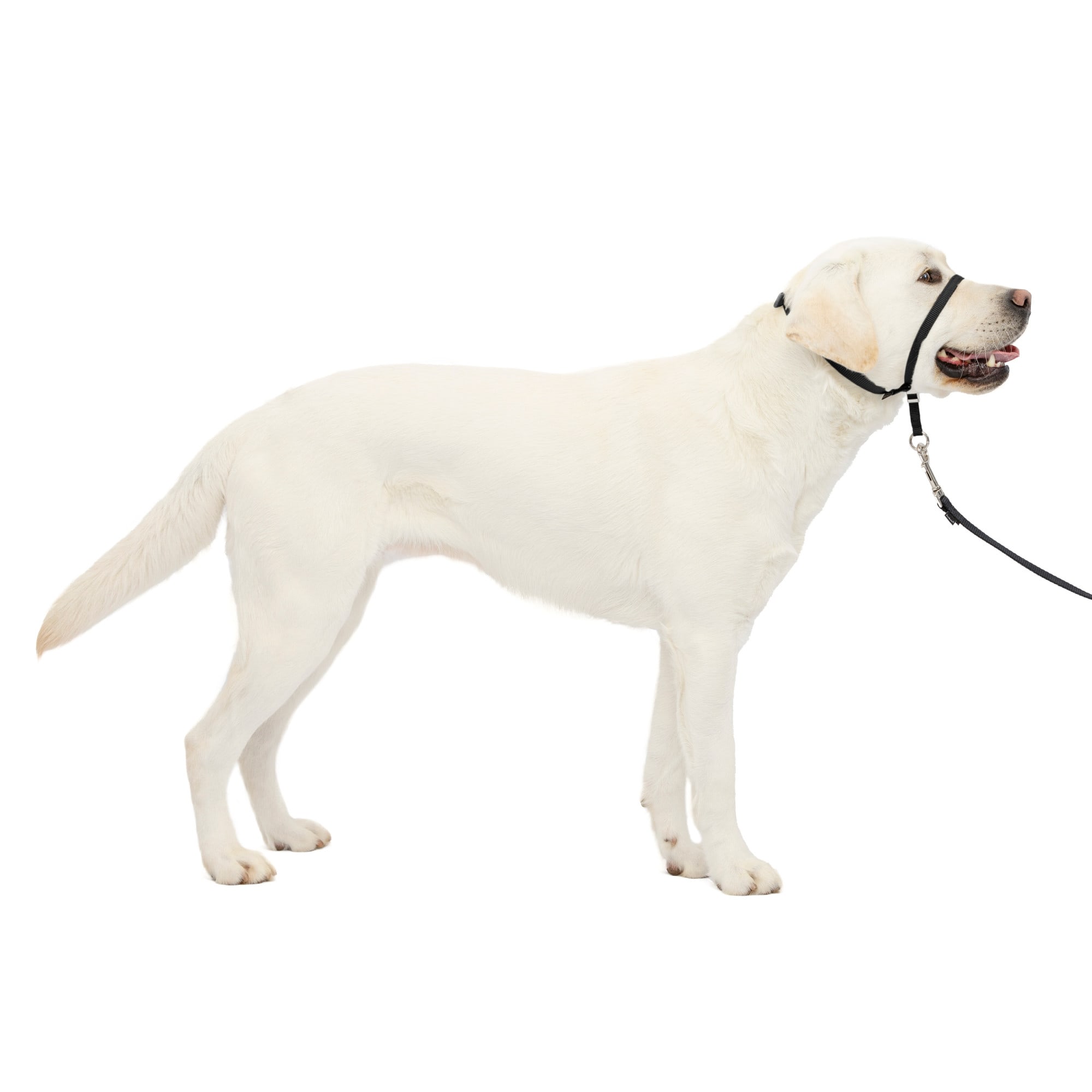 Dog leash clearance with nose loop