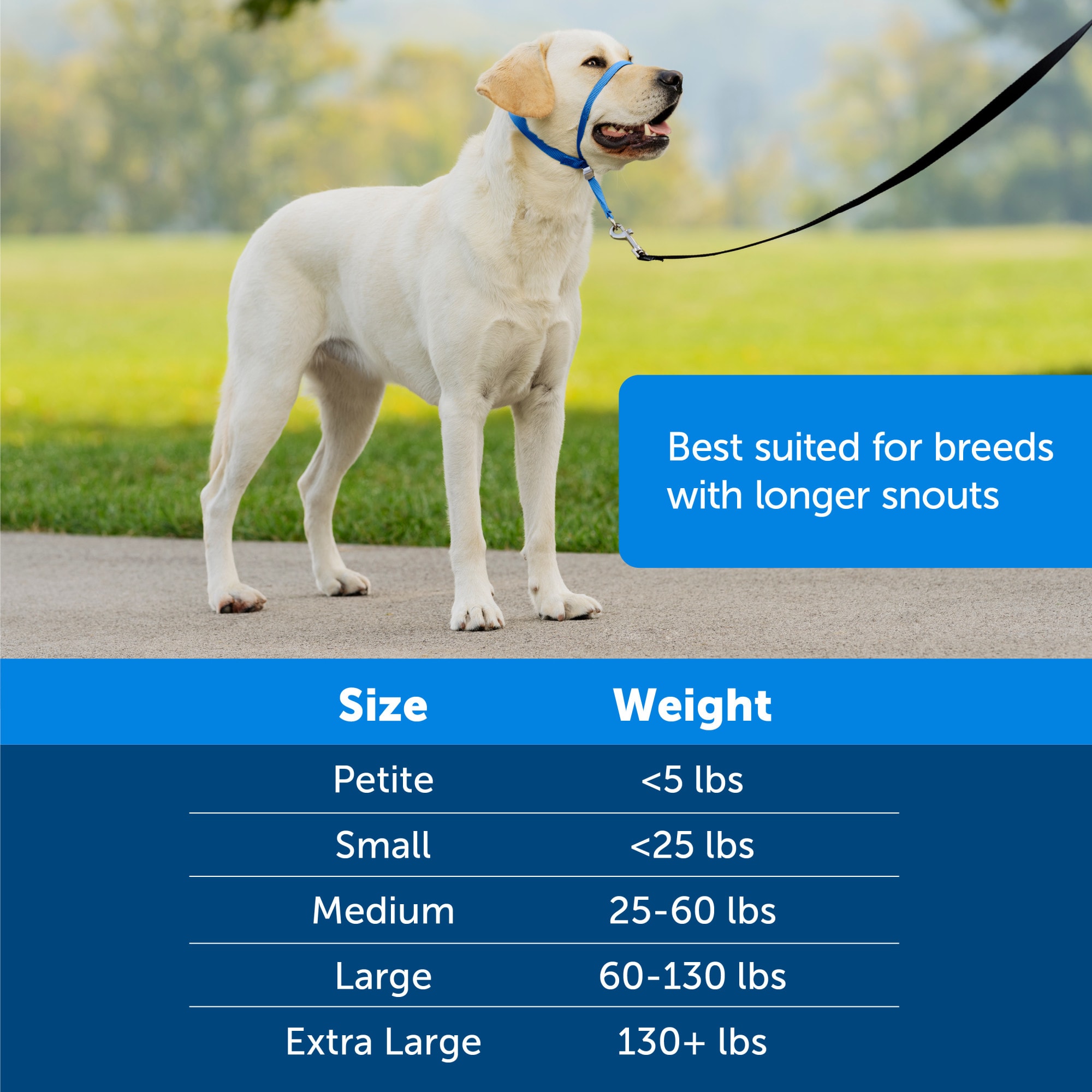 Head halter clearance petco