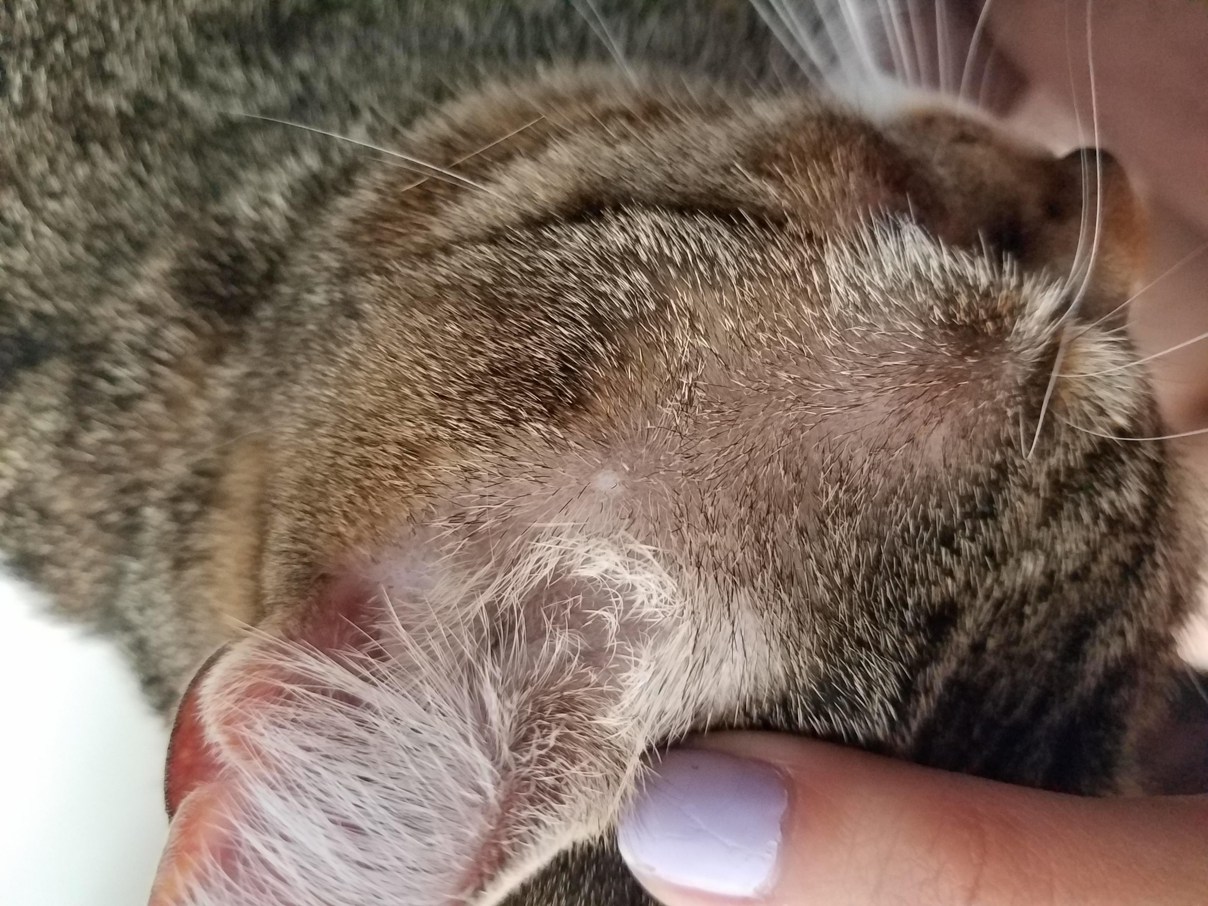 Cat has new white spot on its head. Is it normal or serious? | Petco