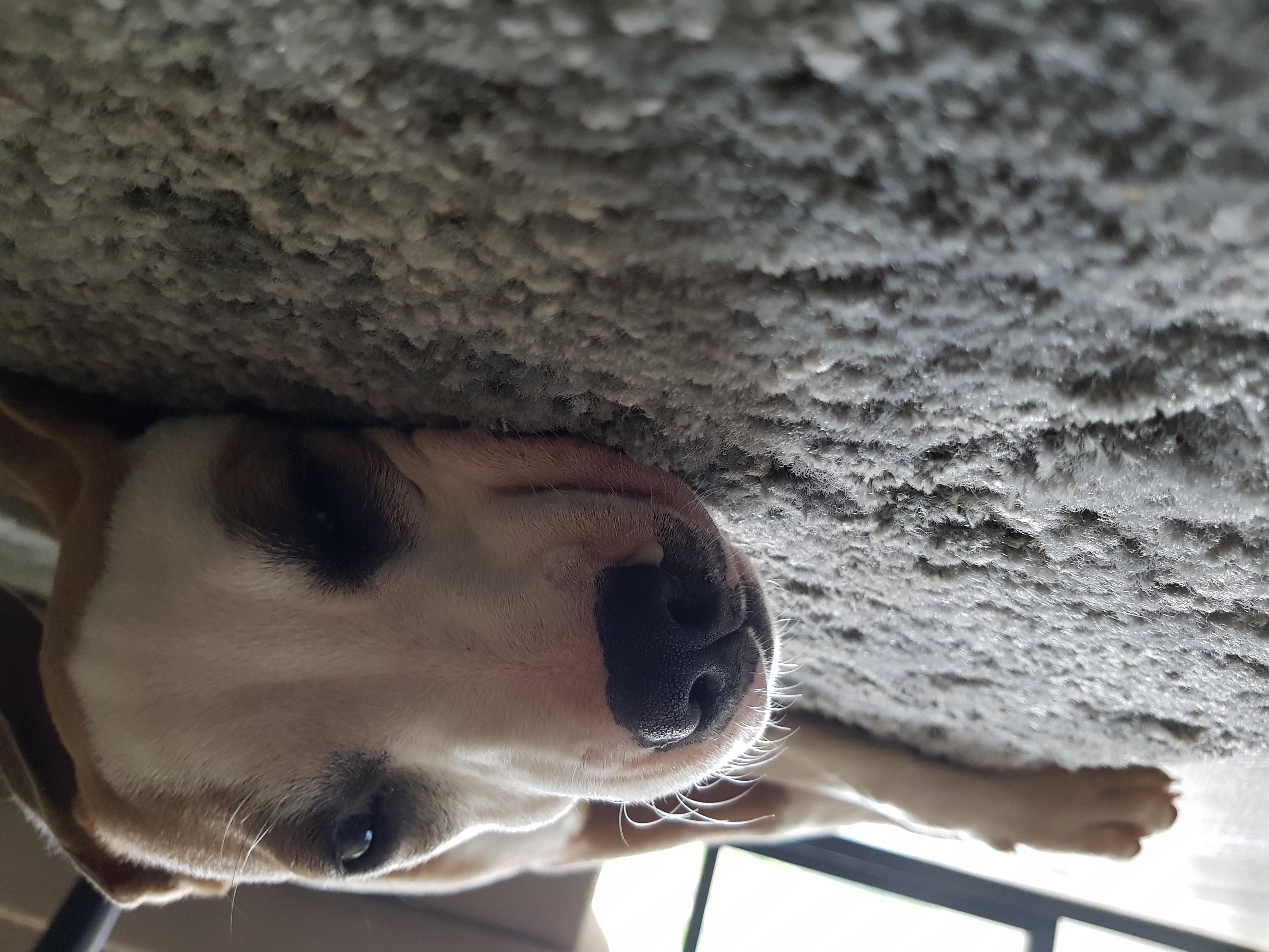 My 4-Month Puppy Has Runny Nose & Cough. Should I See a Vet? | Petco