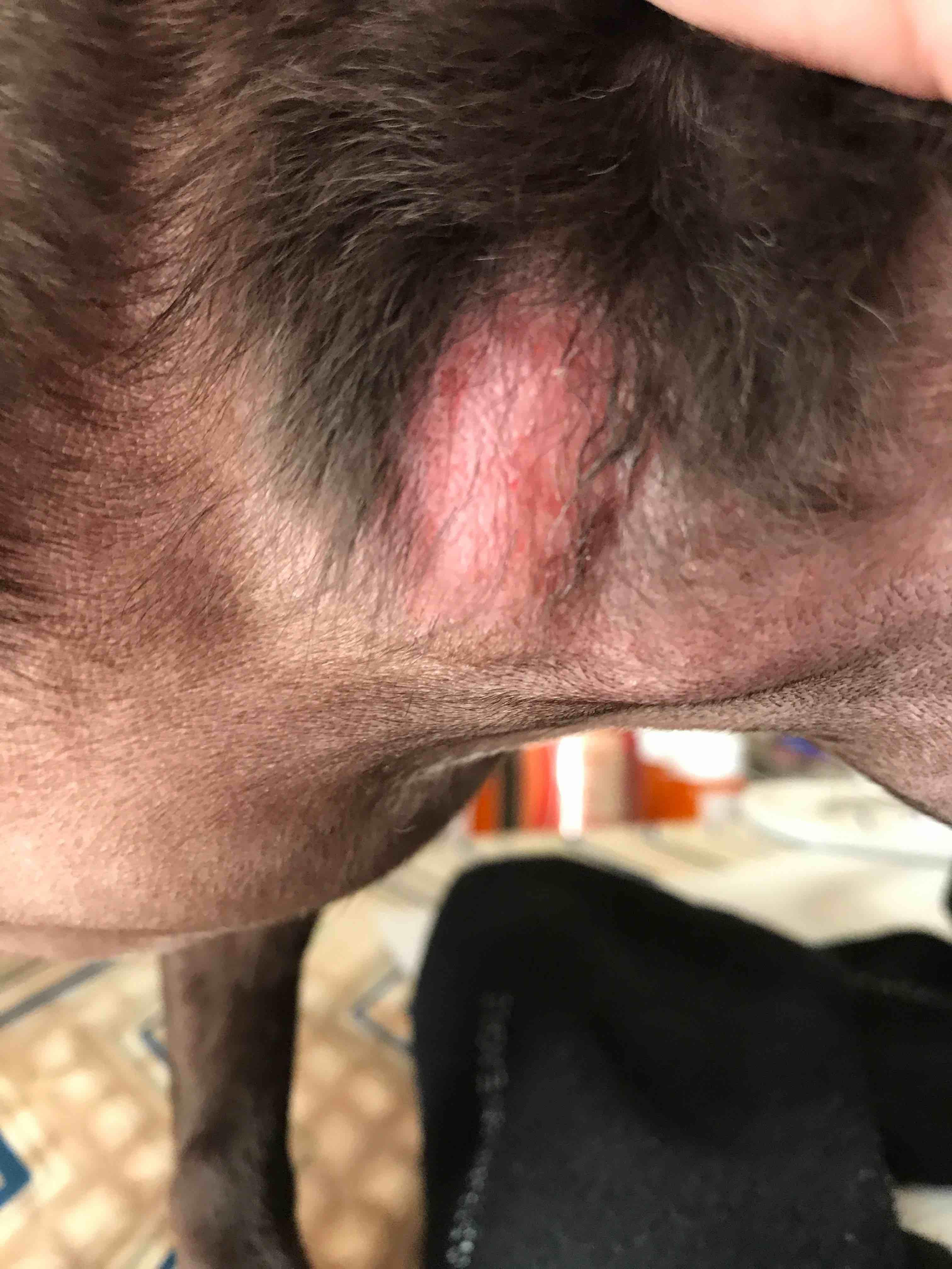 What home remedies can I use for my dog's itchy neck fold? | Petco