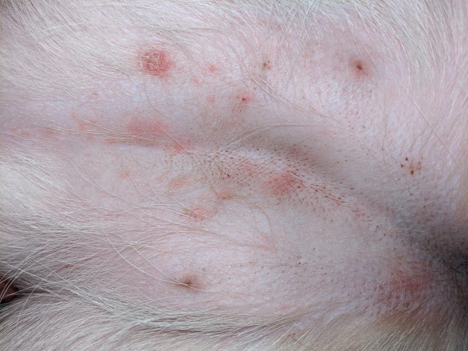 Why Won't My Dog's Strange Rash Go Away? Fungal or Petechiae? | Petco