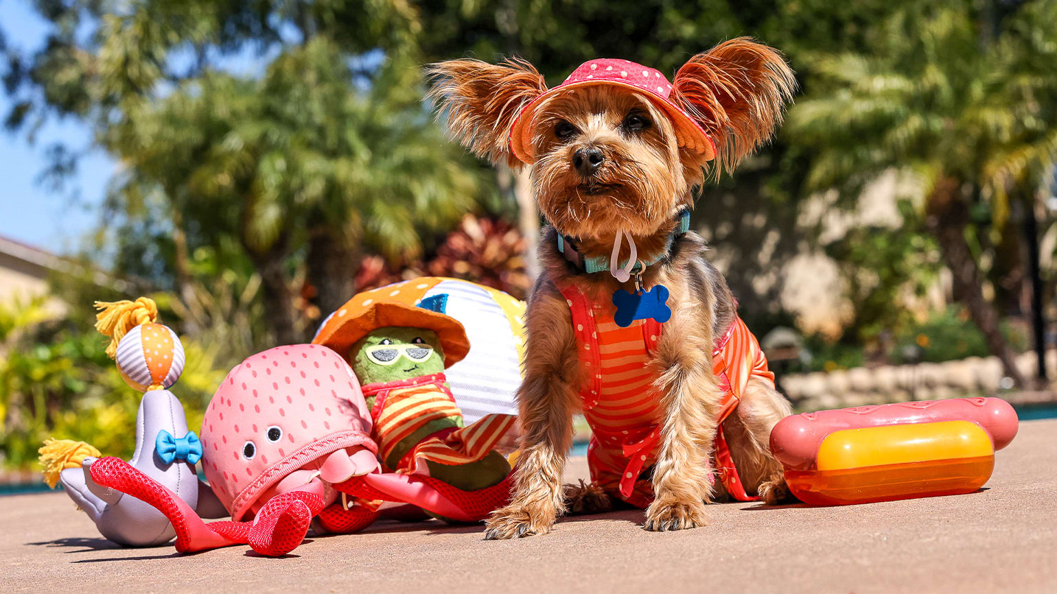 How To Choose a Dog Toy