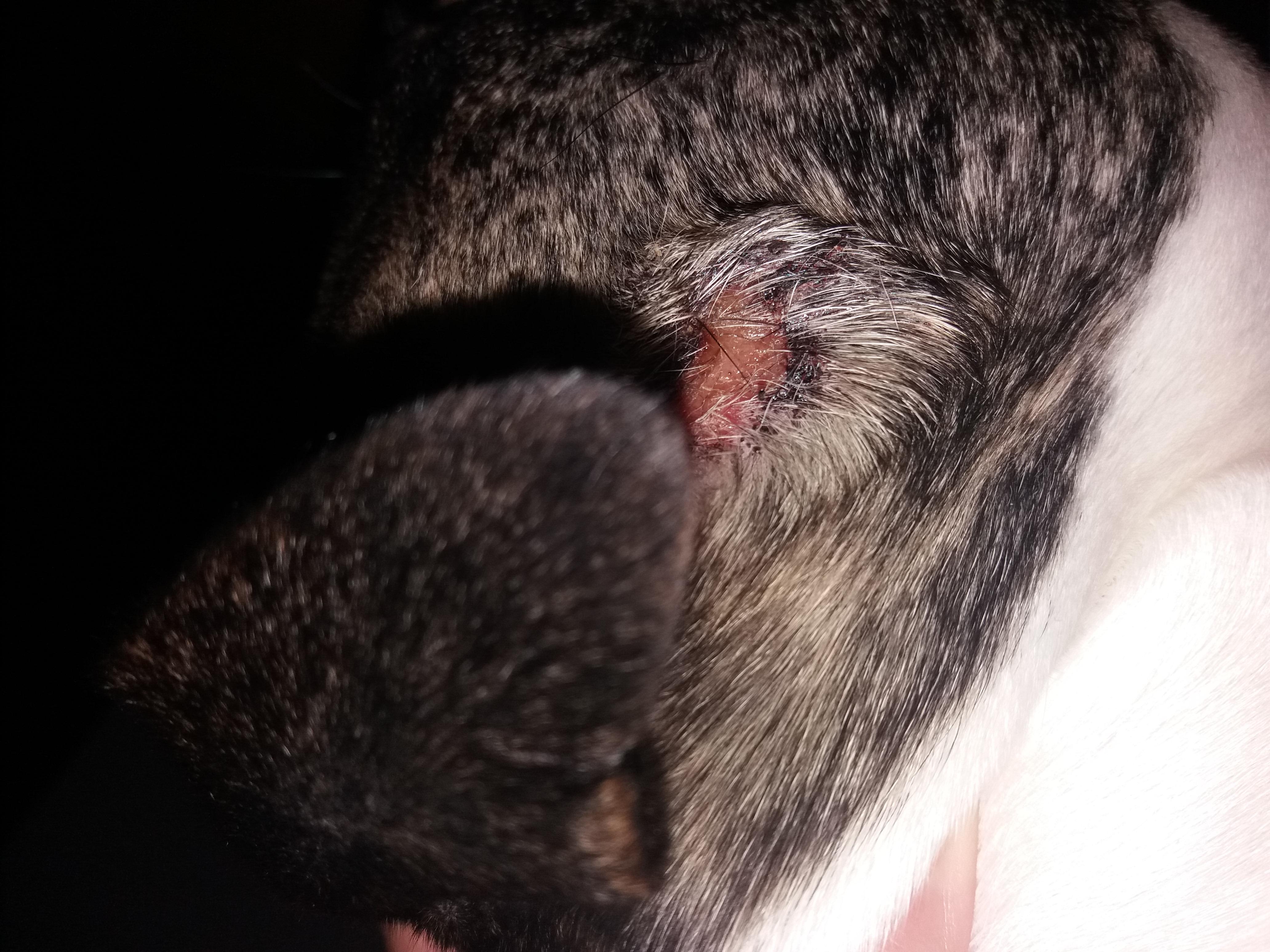 Why Does My Dog Have a Scabbed Rash & Hair Loss on Face? | Petco