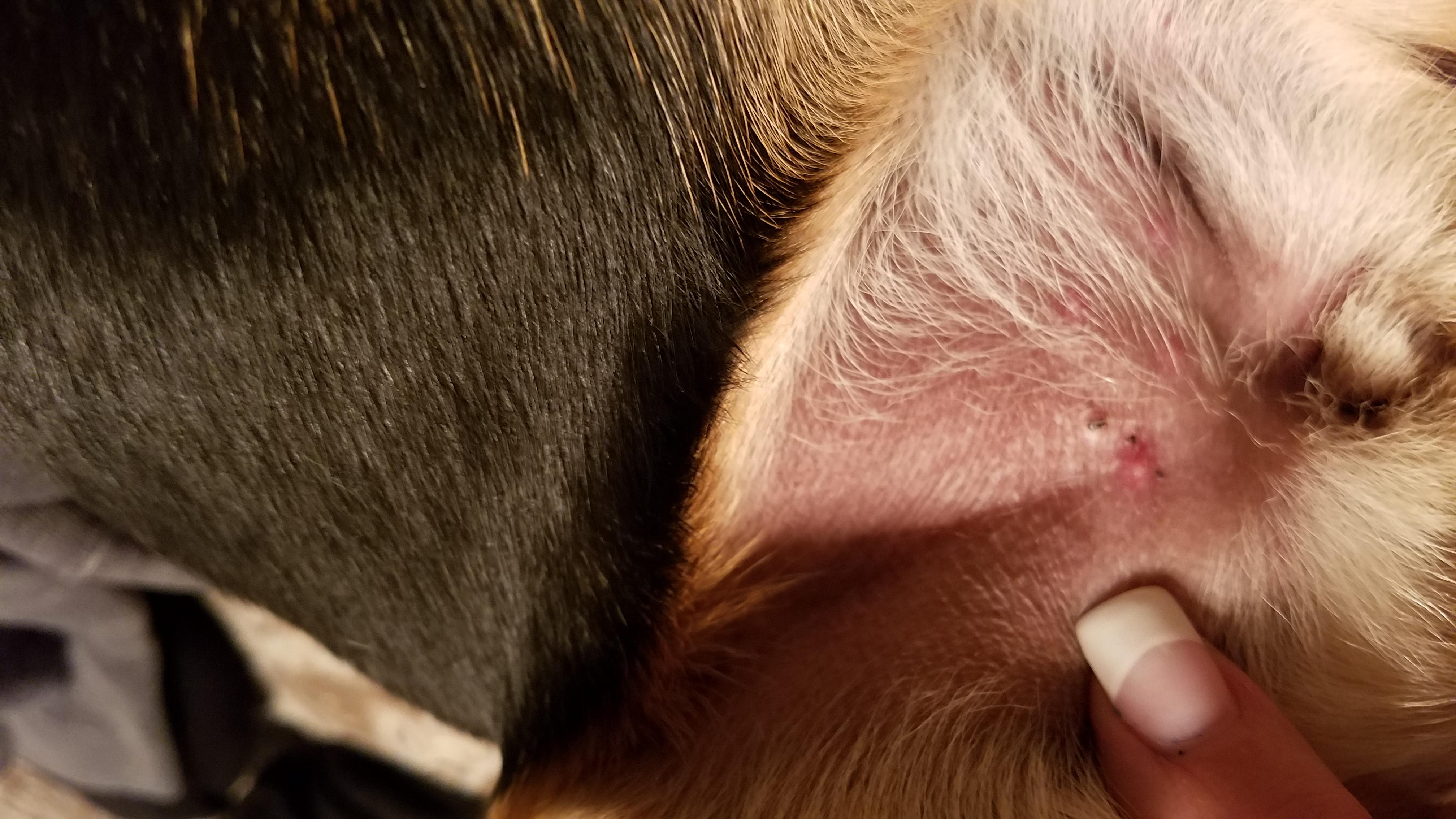 My Dog Has Pink Pimples: Is It Poison Ivy or Sanding Reaction? | Petco