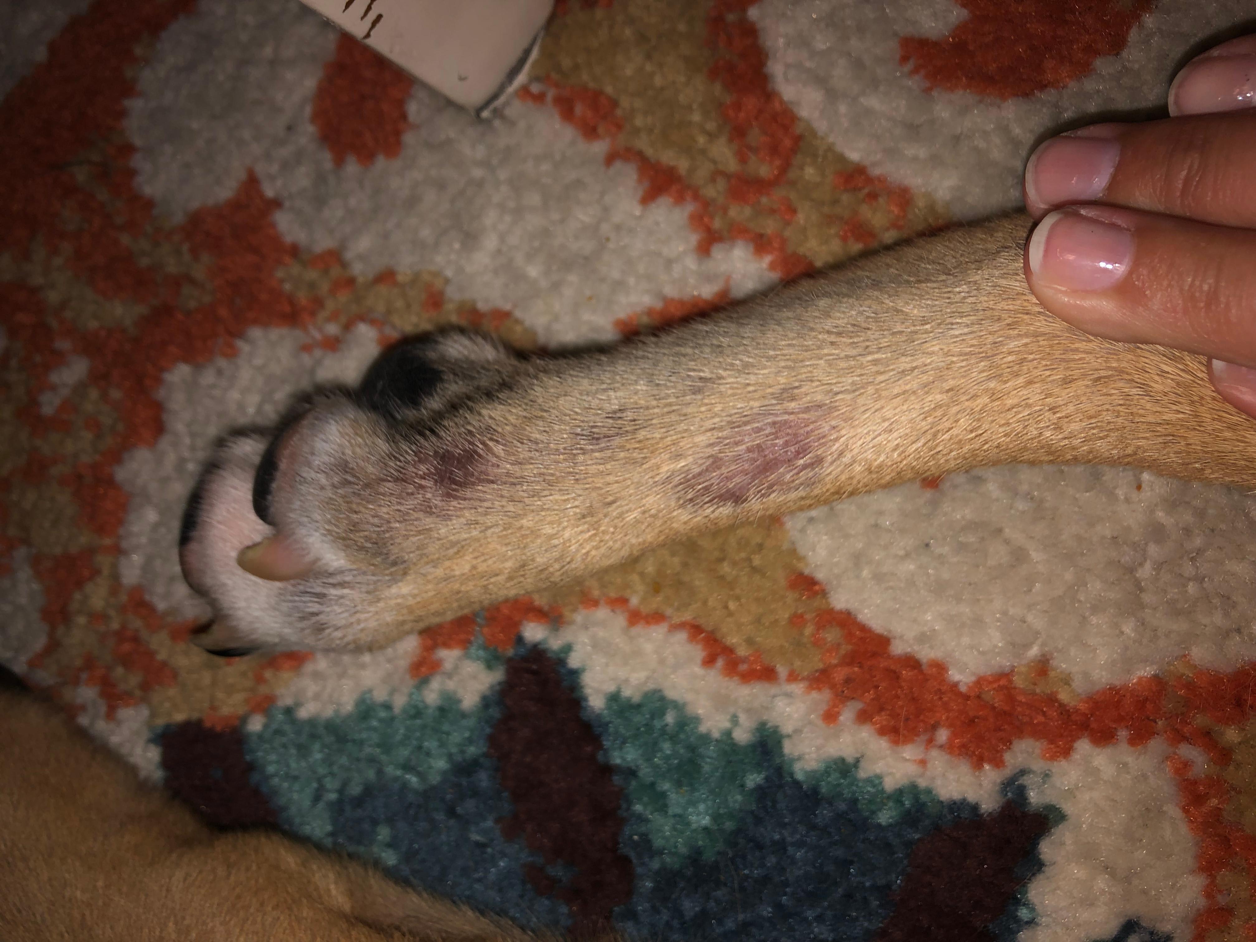 Why Does My Puppy Have Red Spots on His Leg But Seems Healthy? | Petco