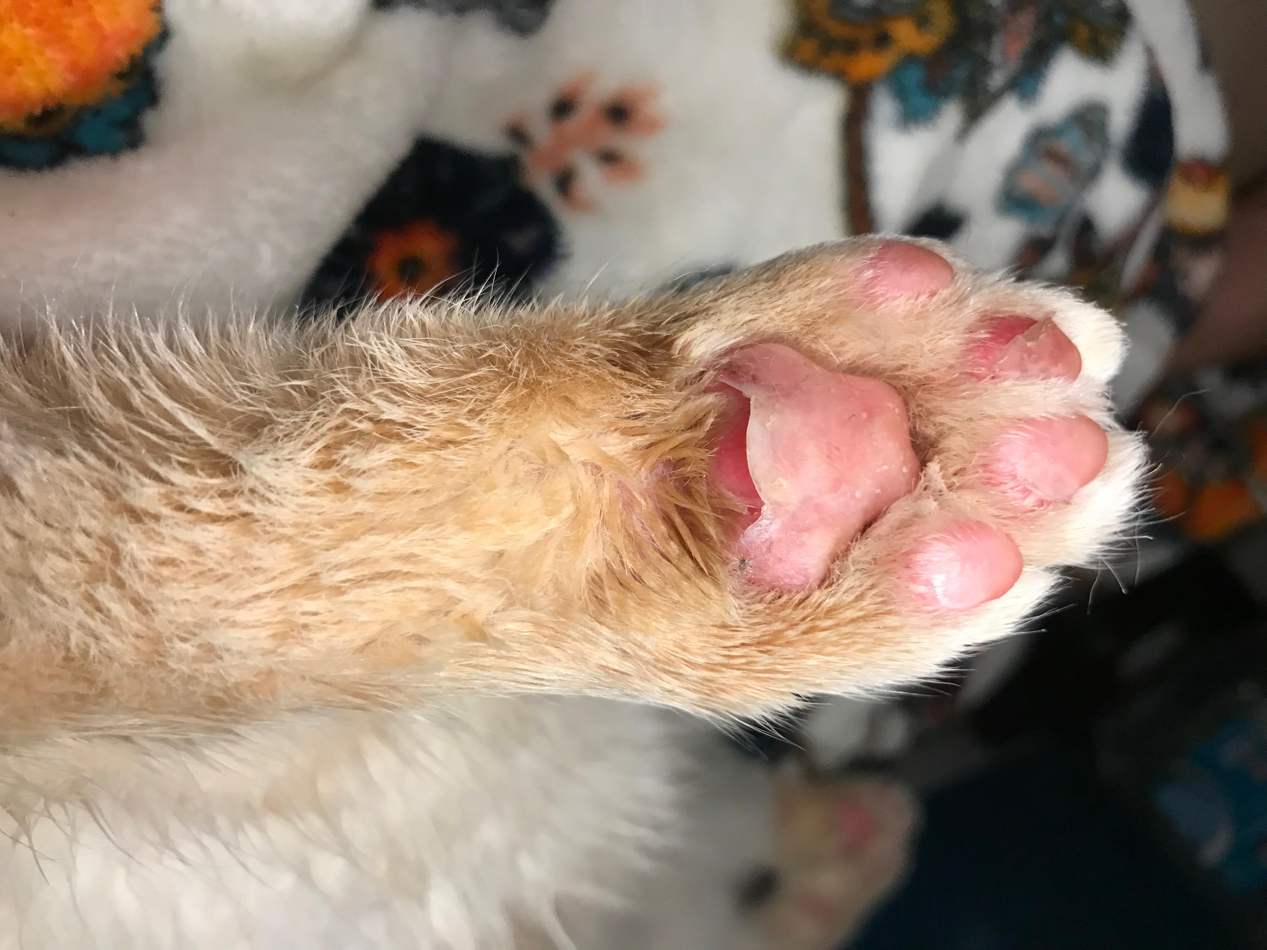 My Cat Jumped on Stove: Should I Take Him to the Vet for Burns? | Petco