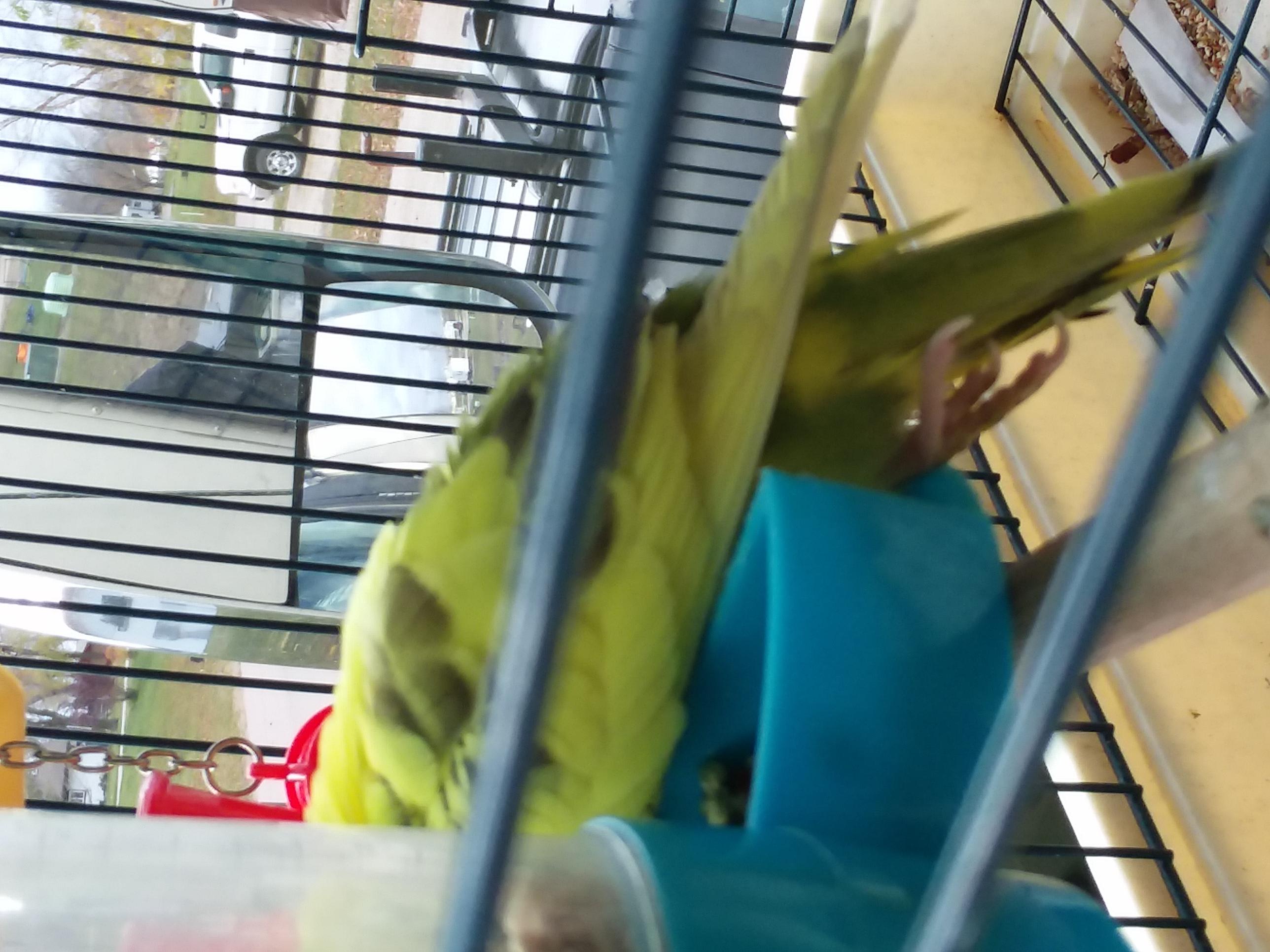 Is Your Parakeet Sick? Belly Lump, Weak Leg, Fast Breathing | Petco