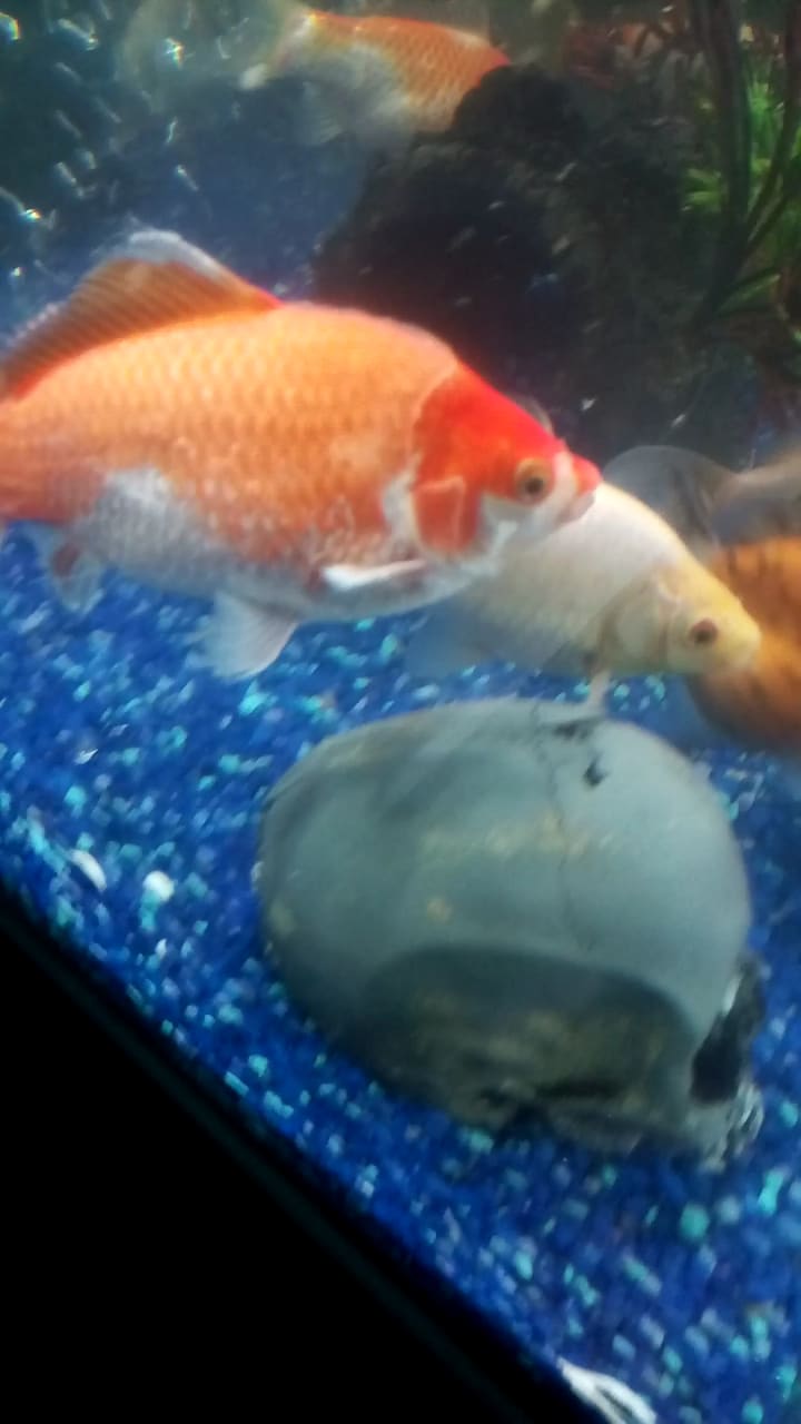 My Goldfish Jumped Out? How to Treat Dried Skin Injury | Petco