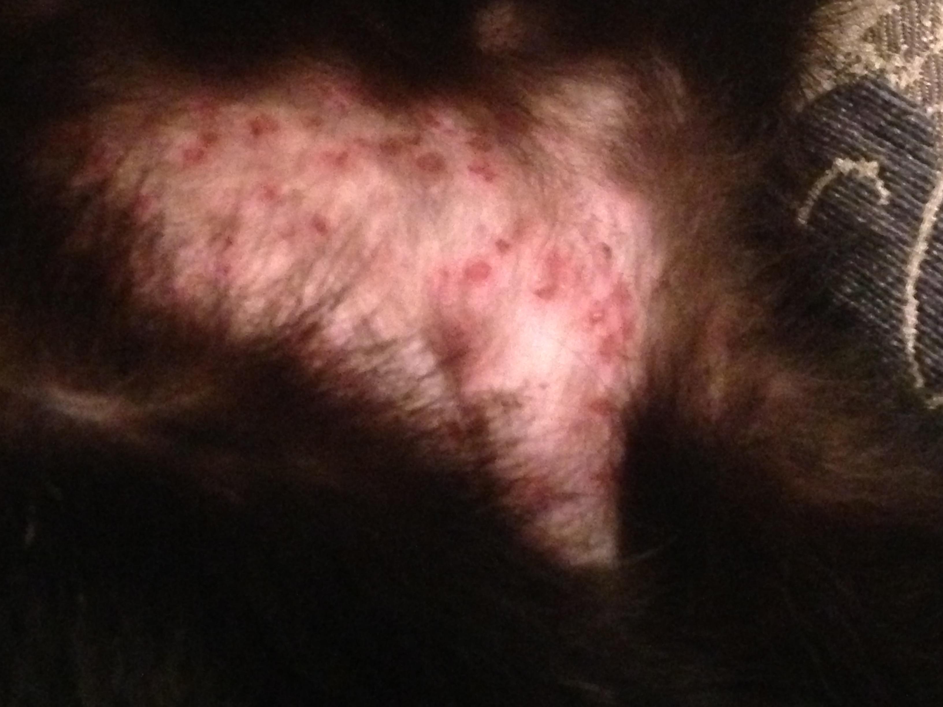 Why Is My Cat Losing Fur & Has a Skin Rash on Her Stomach? | Petco