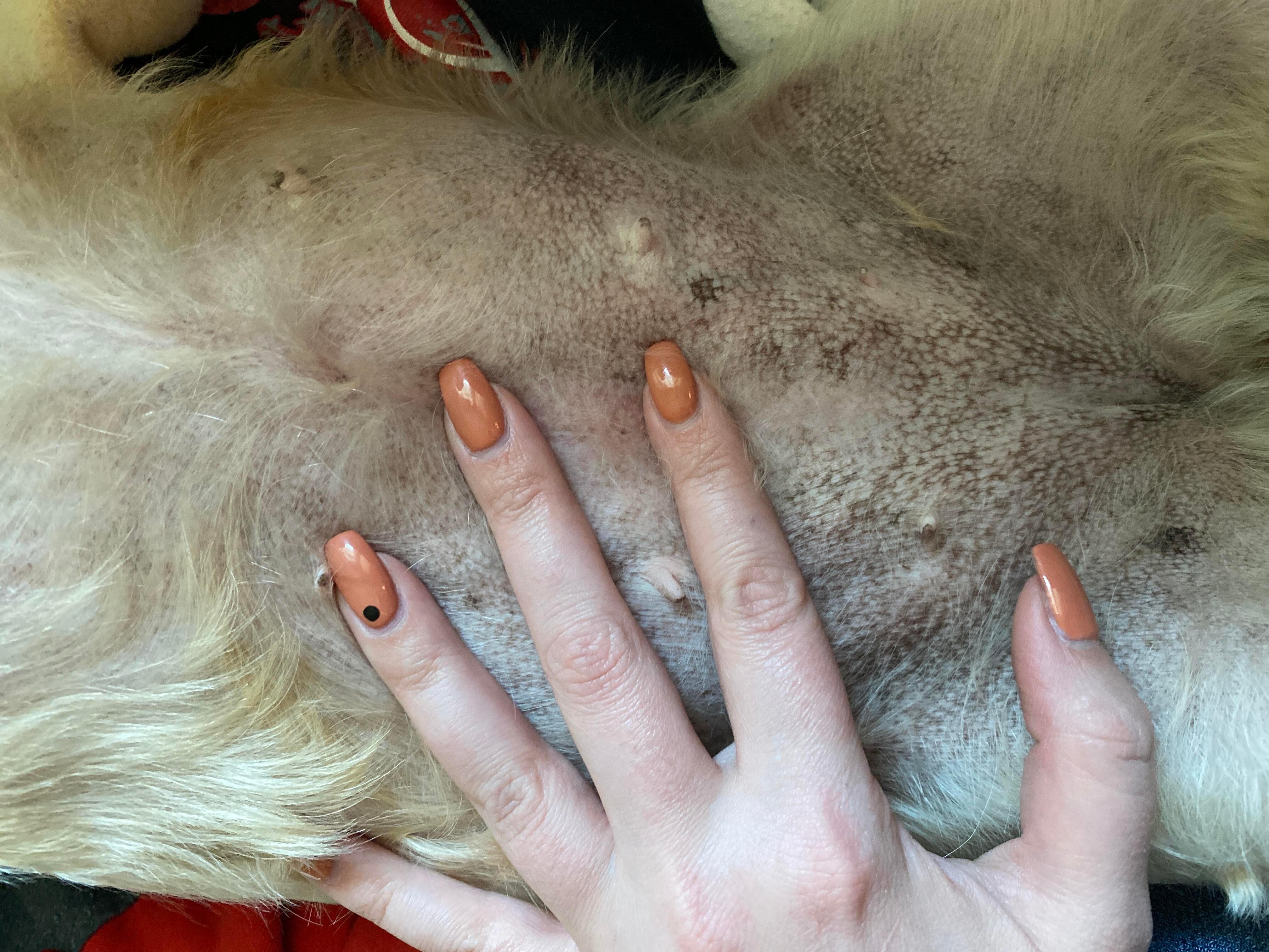 Why does my dog's spay incision feel like stitches years later? | Petco