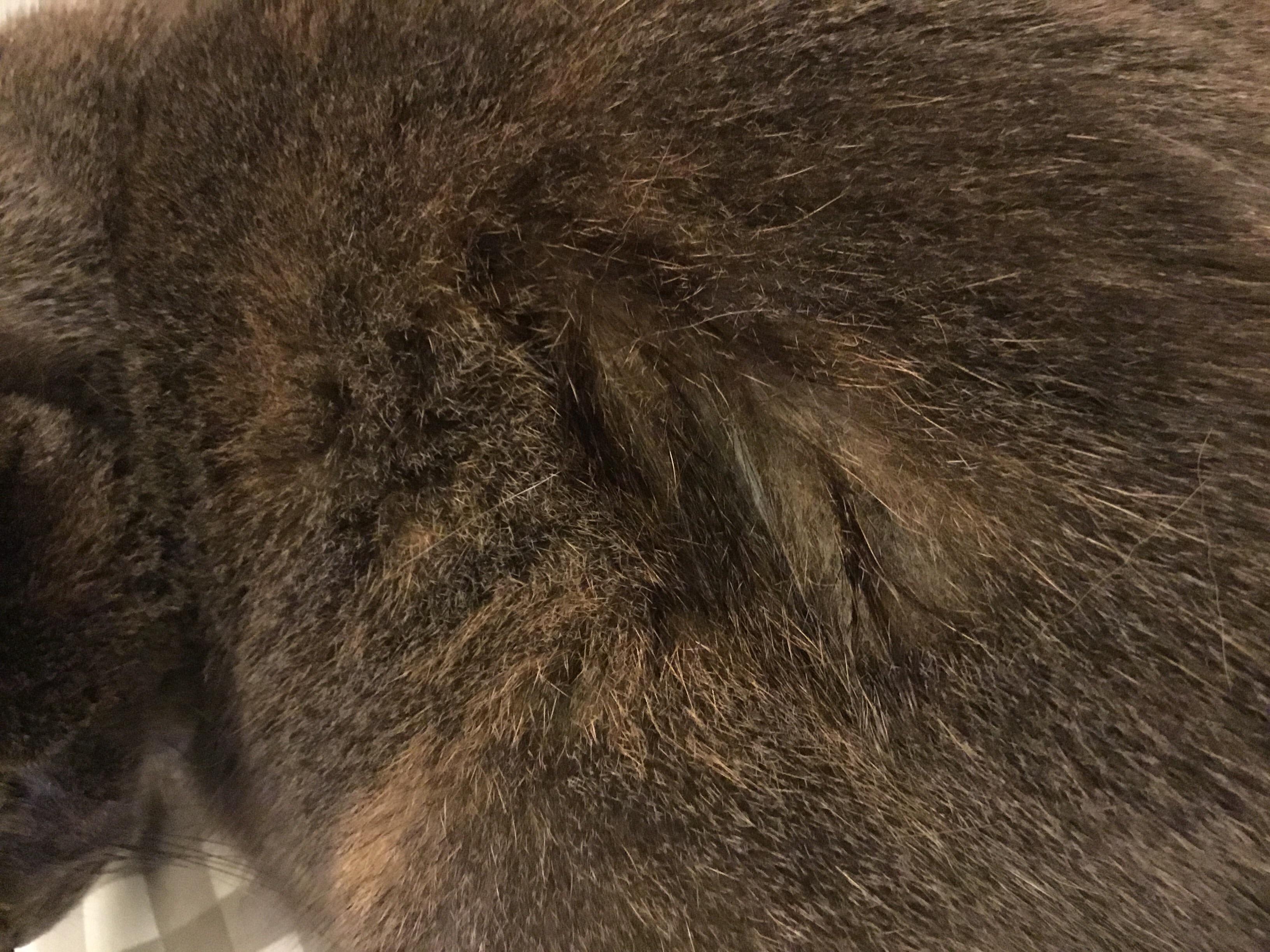 Why does my cat have wet fur & red sores on her back? | Petco