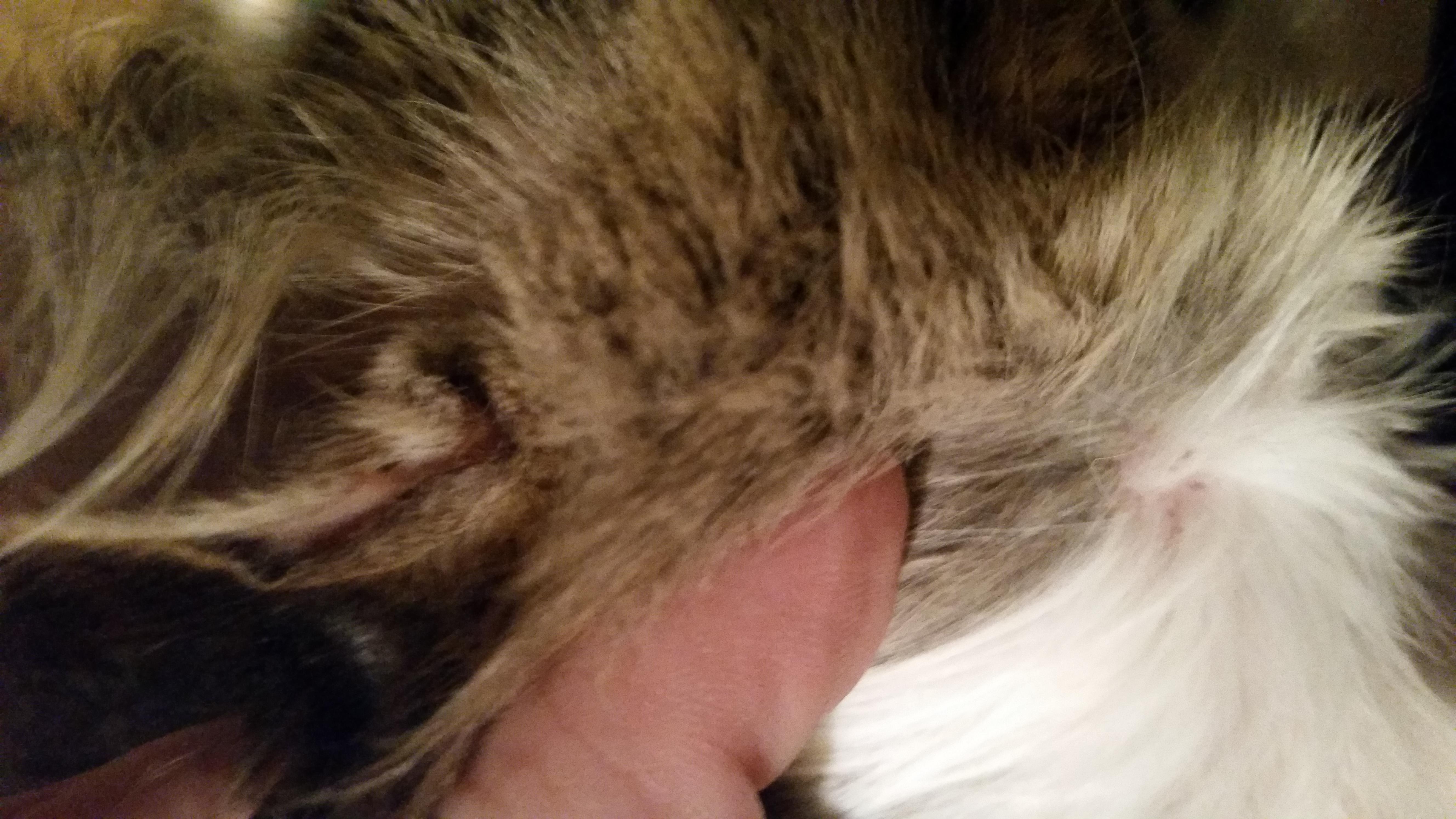 What Treats Cat Flea Allergy Dermatitis Itching & Skin Sores? | Petco