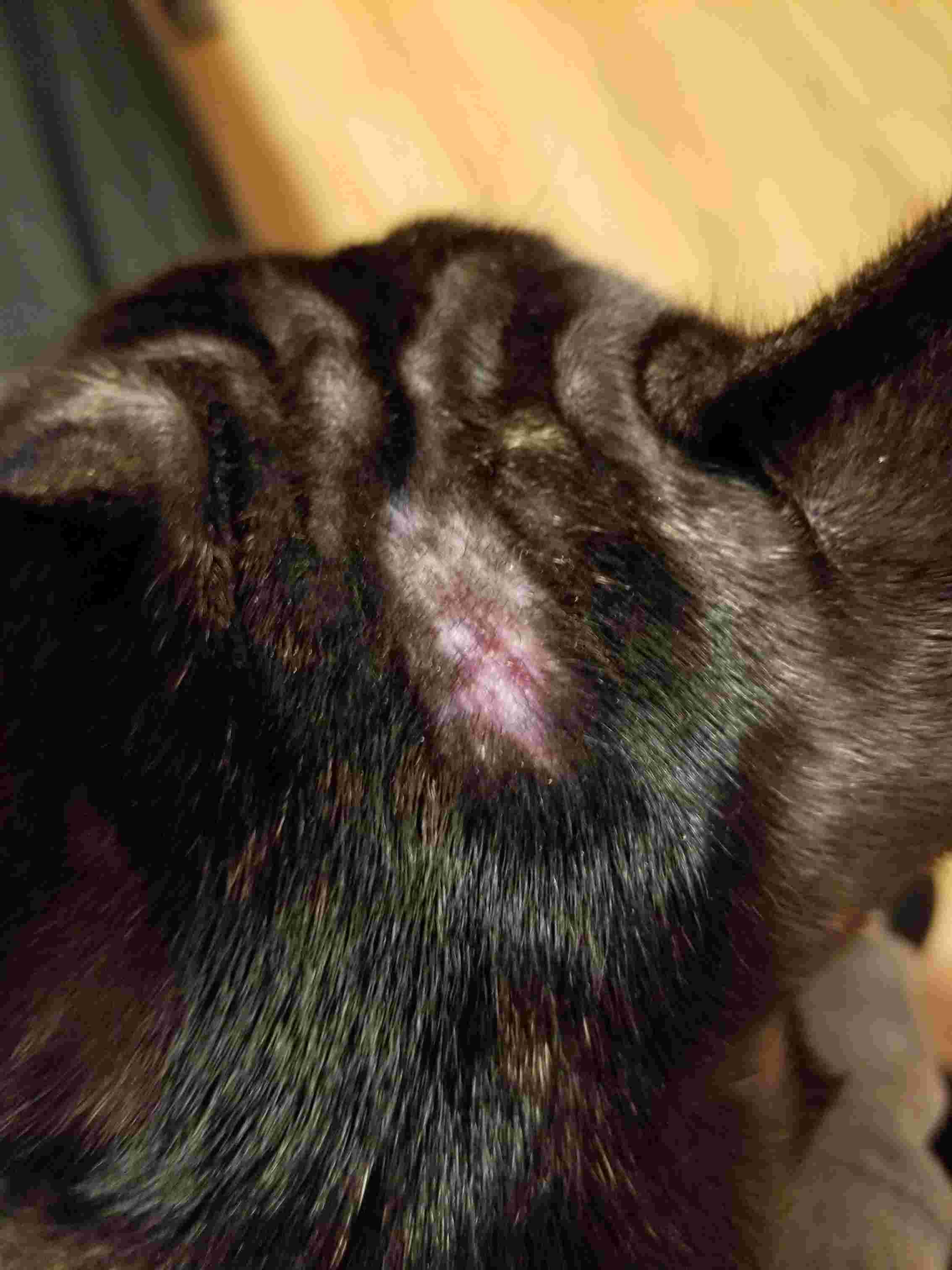 My Dog Has a Bumpy Rash on Her Head. Is It Infected? | Petco