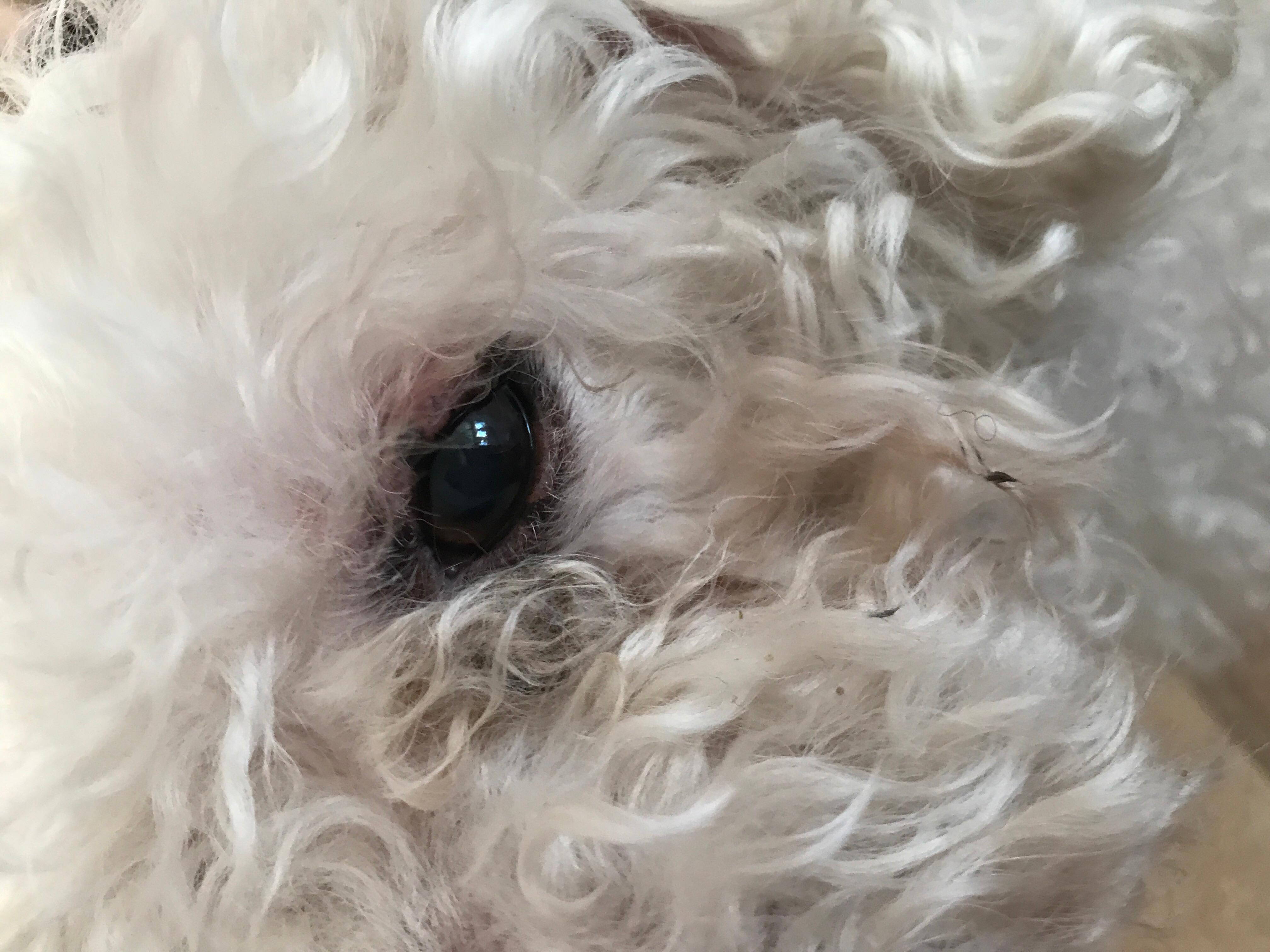 Why Does My Dog Have Swollen, Red Eyelids, Bump & Discharge? | Petco