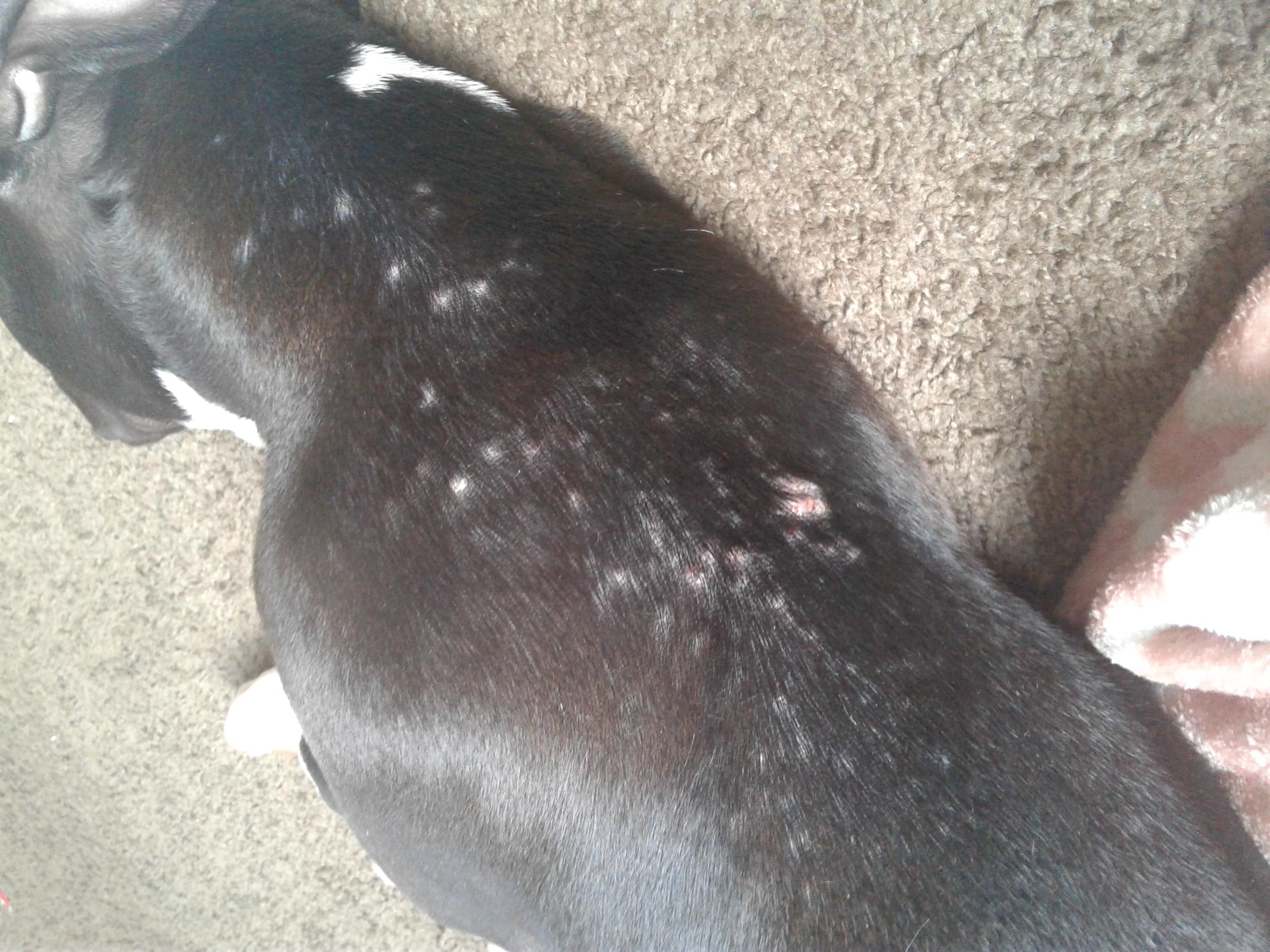 Why Does My Dog Have Bumps on His Back After Playing Outside? | Petco