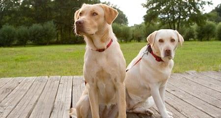 Top 7 Health Concerns in Labrador Retrievers