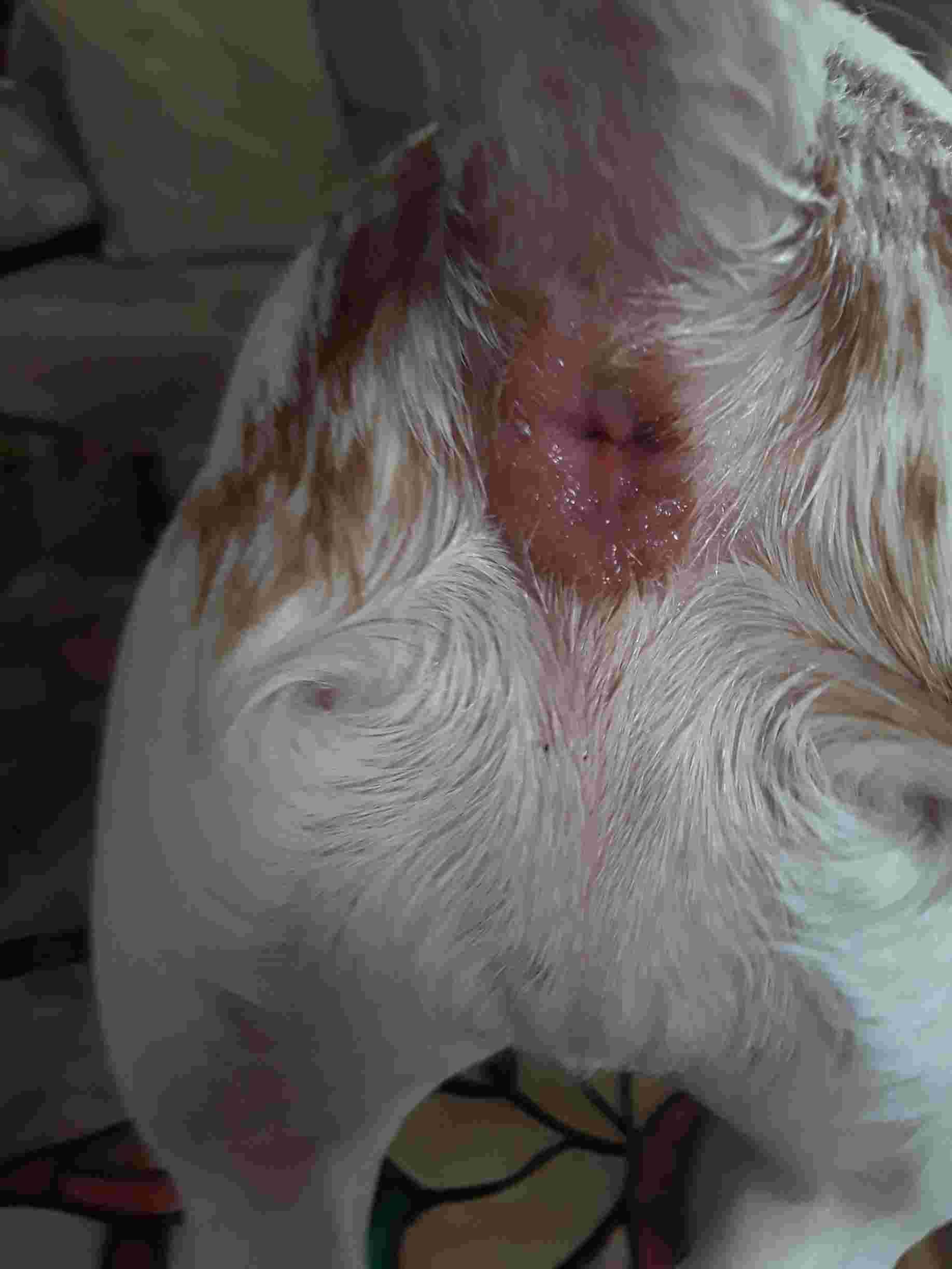My Dog Has Swollen Anal Glands: What to Do for Relief | Petco