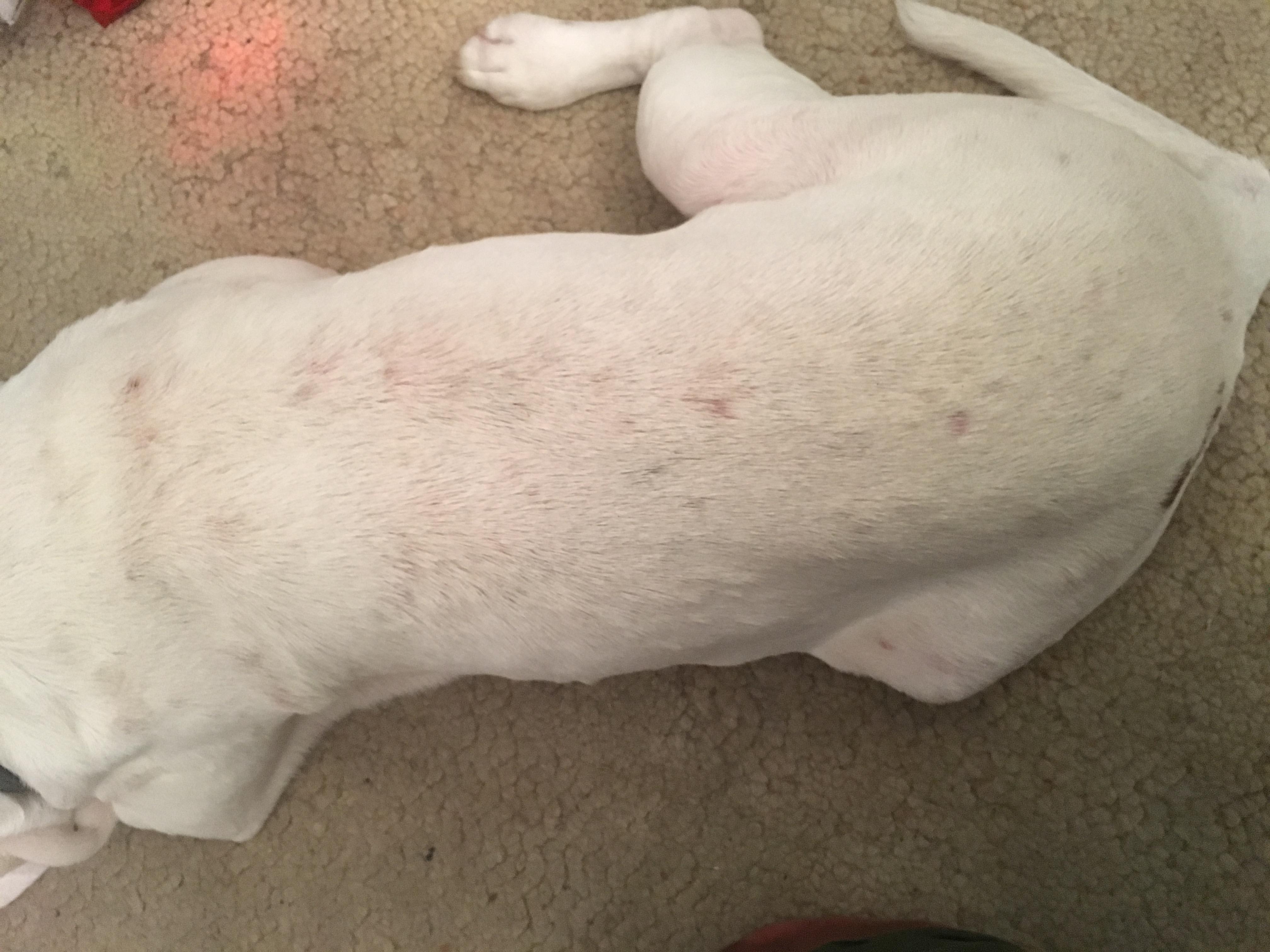 My Dog's Rash Won't Heal After Grooming: What to Do? | Petco