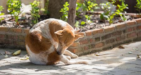 What's the Difference Between Oral and Topical Flea and Tick Preventives?