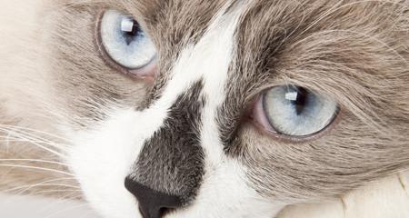 Top 5 Eye-Related Diseases in Cats | About Cat Eye Discharge