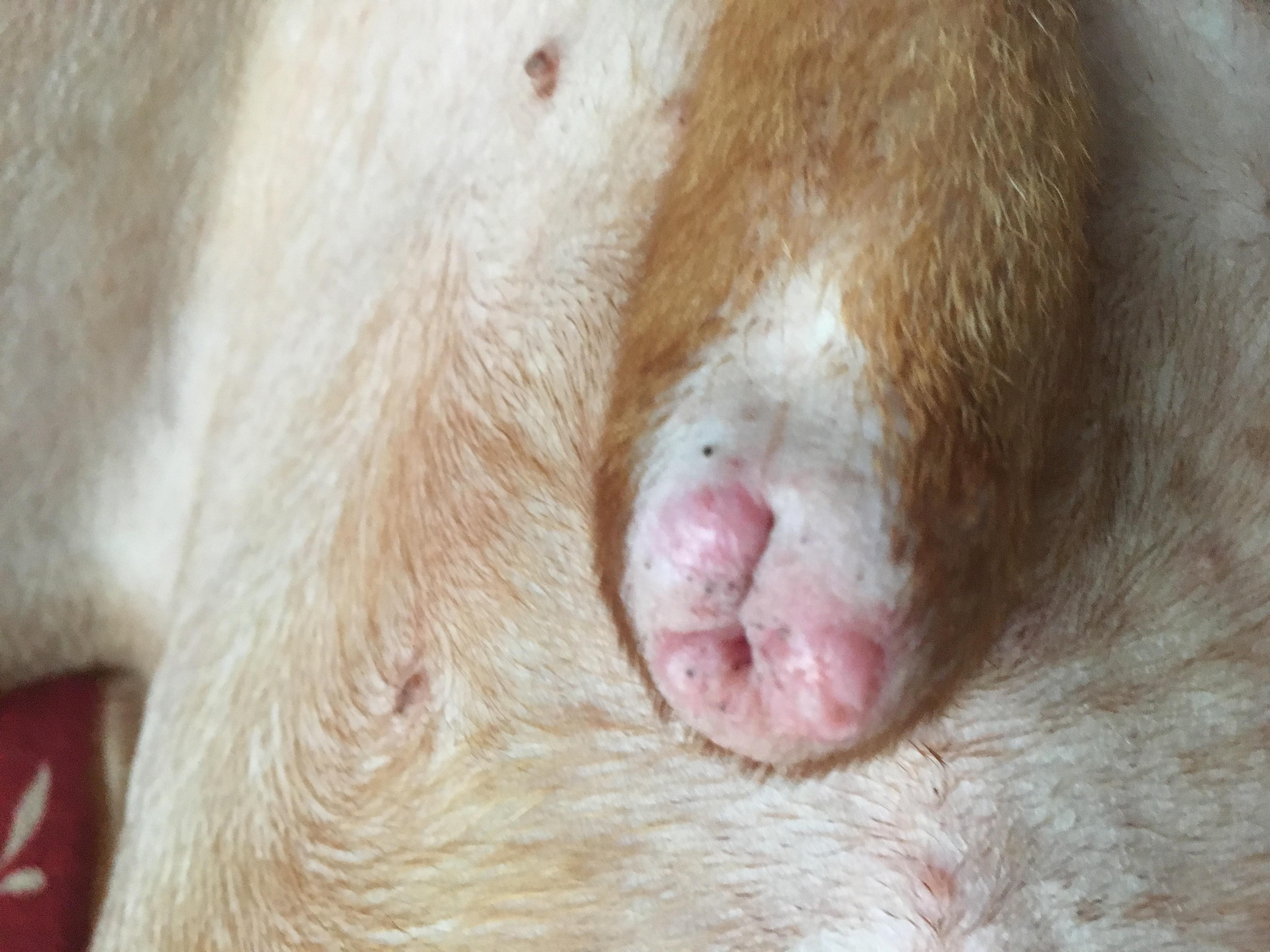 Why Does My Dog Have Inflamed Sores Around His Penis? | Petco