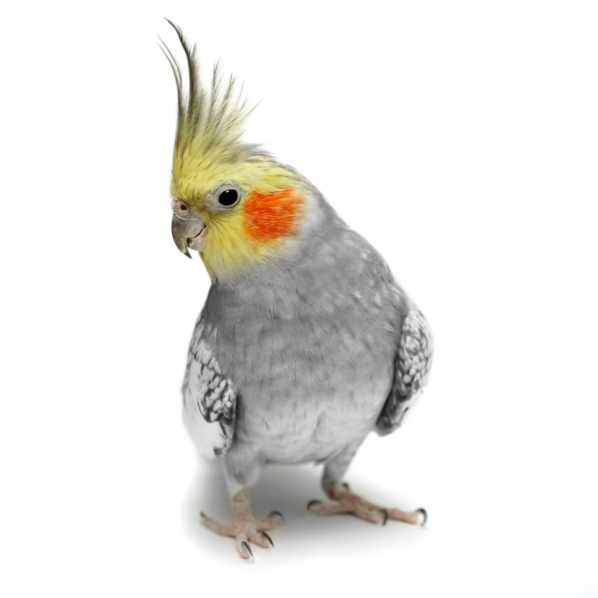 Buy a cockatiel sales near me