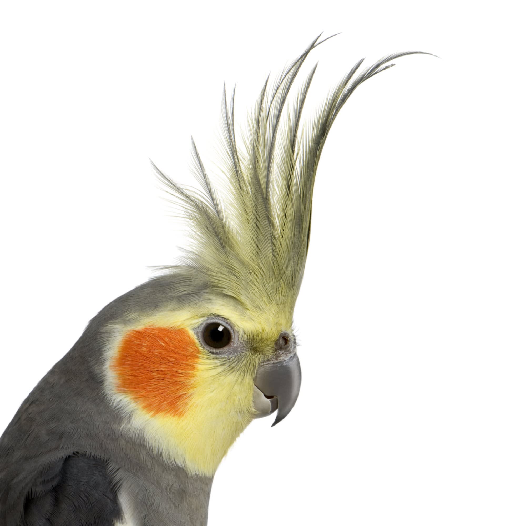 Buy cockatiels hot sale near me